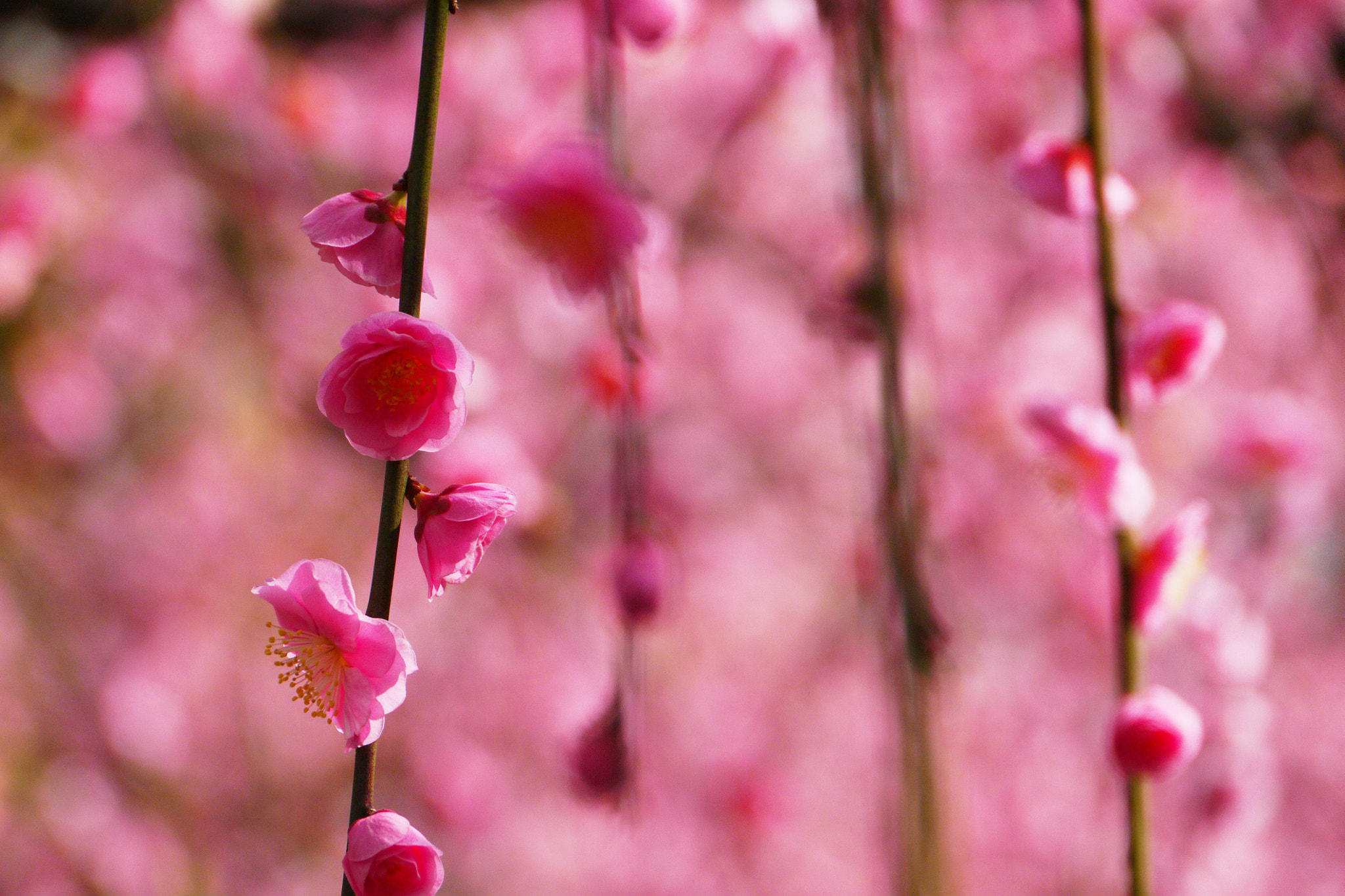 Panasonic Lumix DMC-GX1 + Panasonic Lumix G Vario HD 14-140mm F4-5.8 OIS sample photo. Spring in kyoto photography