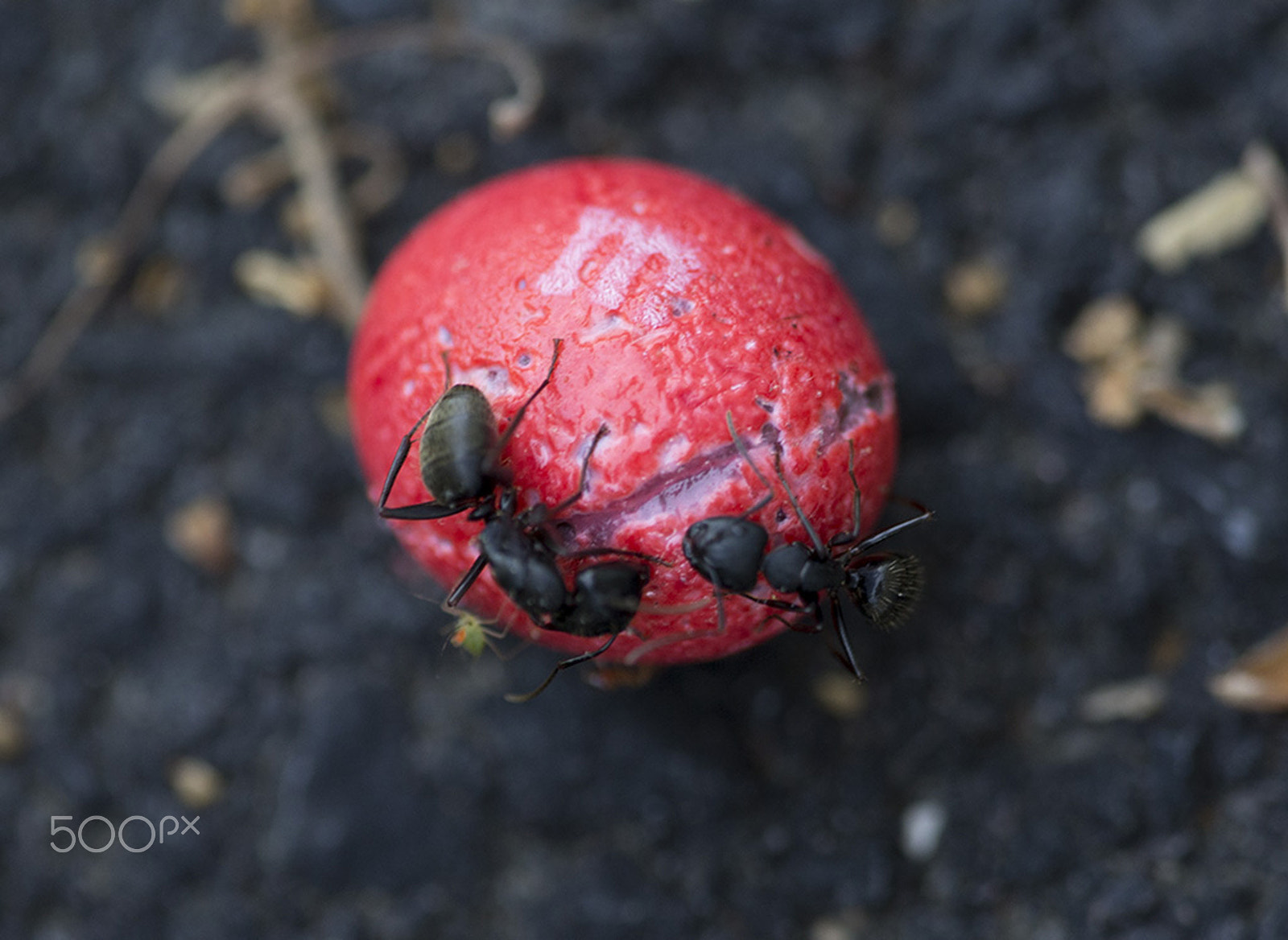 Canon EF 180mm F3.5L Macro USM sample photo. Sugar ants and mite too photography
