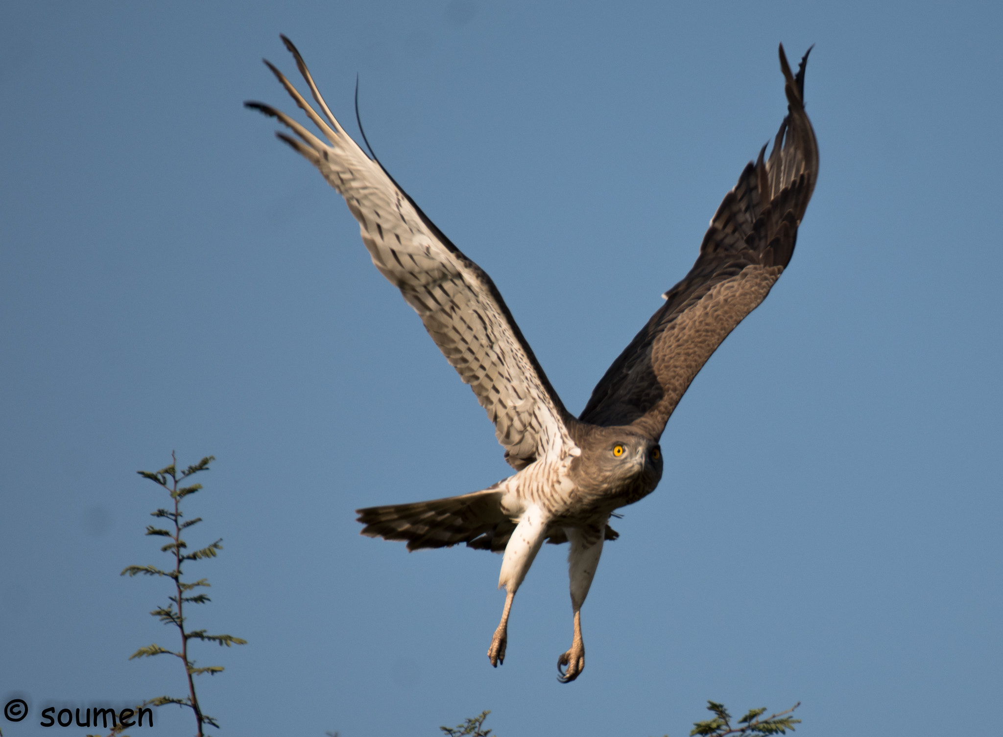 Nikon D5500 + Tamron SP 70-300mm F4-5.6 Di VC USD sample photo. Snake eagle photography