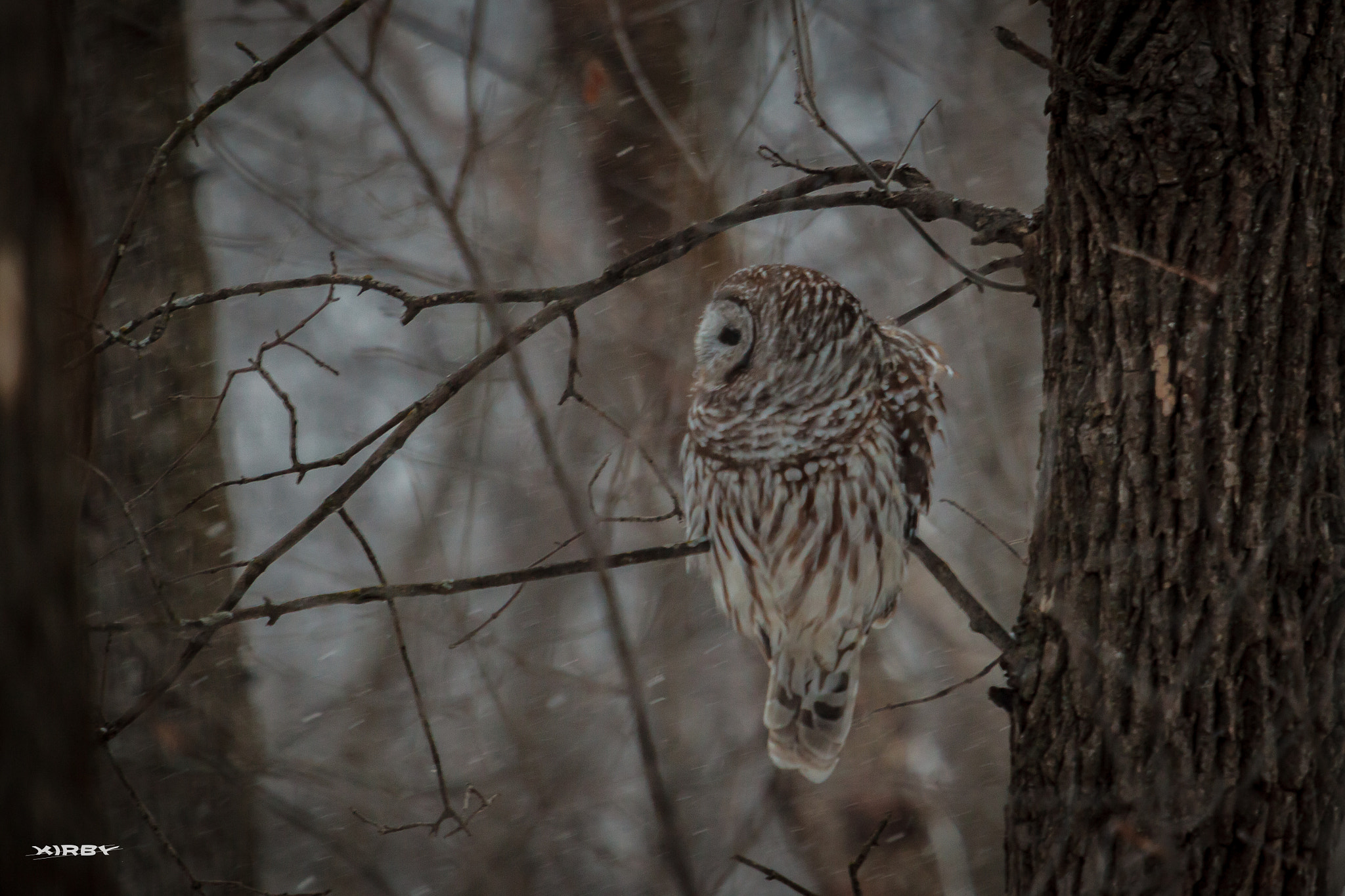 Canon EOS 5D Mark II + Canon EF 70-200mm F2.8L USM sample photo. Whats that owl photography
