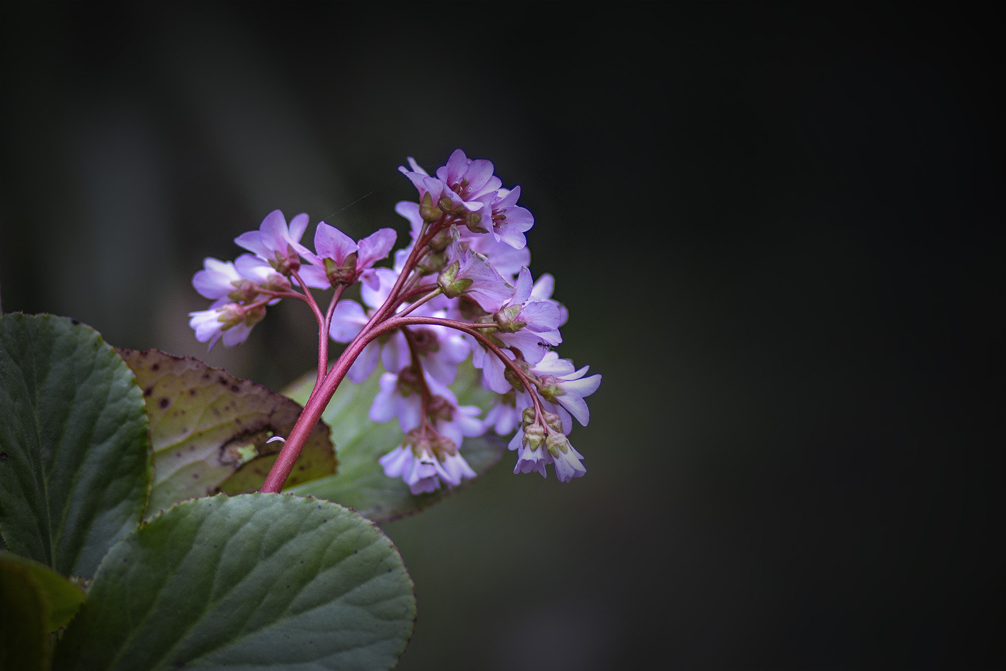 Canon EOS 70D + Canon EF 85mm F1.8 USM sample photo. Pink photography