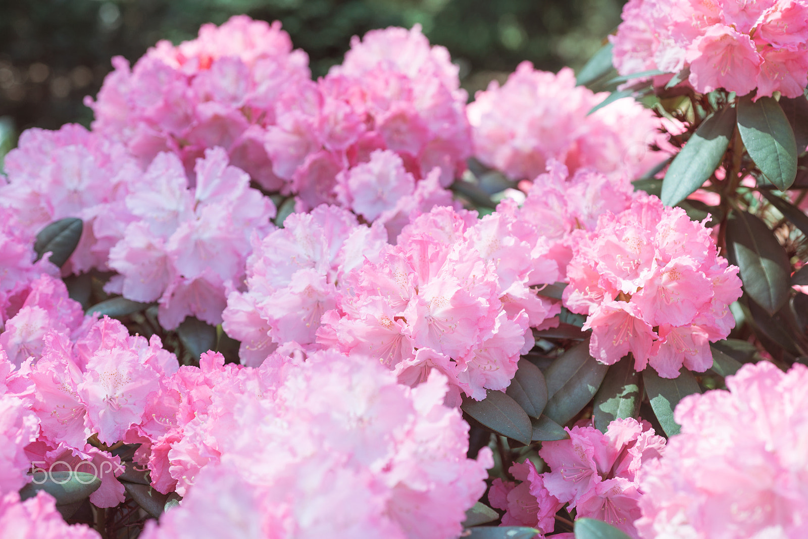 Nikon D800 + Nikon AF Micro-Nikkor 60mm F2.8D sample photo. Flower pink rhododendron photography
