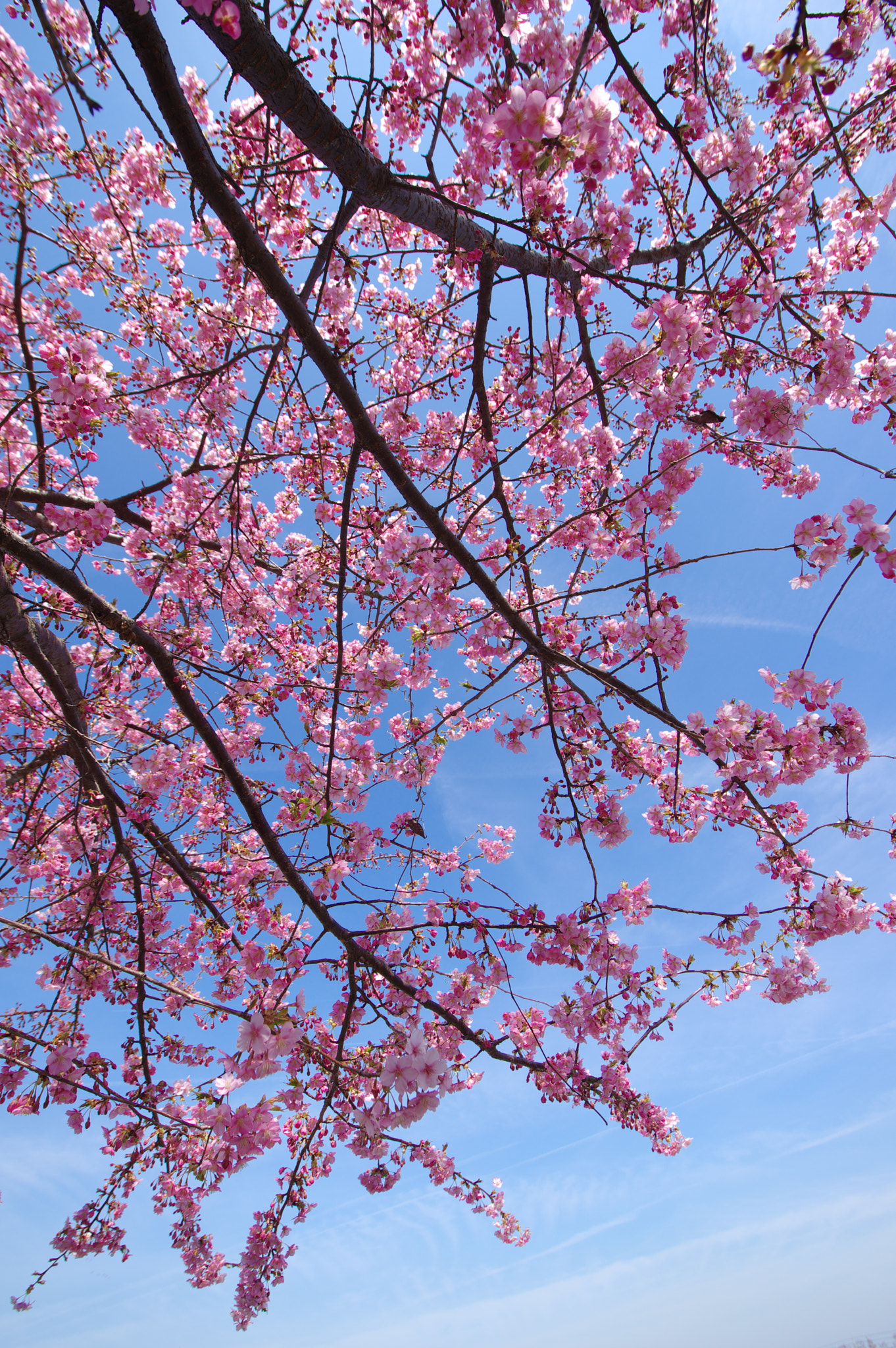 Pentax K-3 sample photo. 河津桜 photography