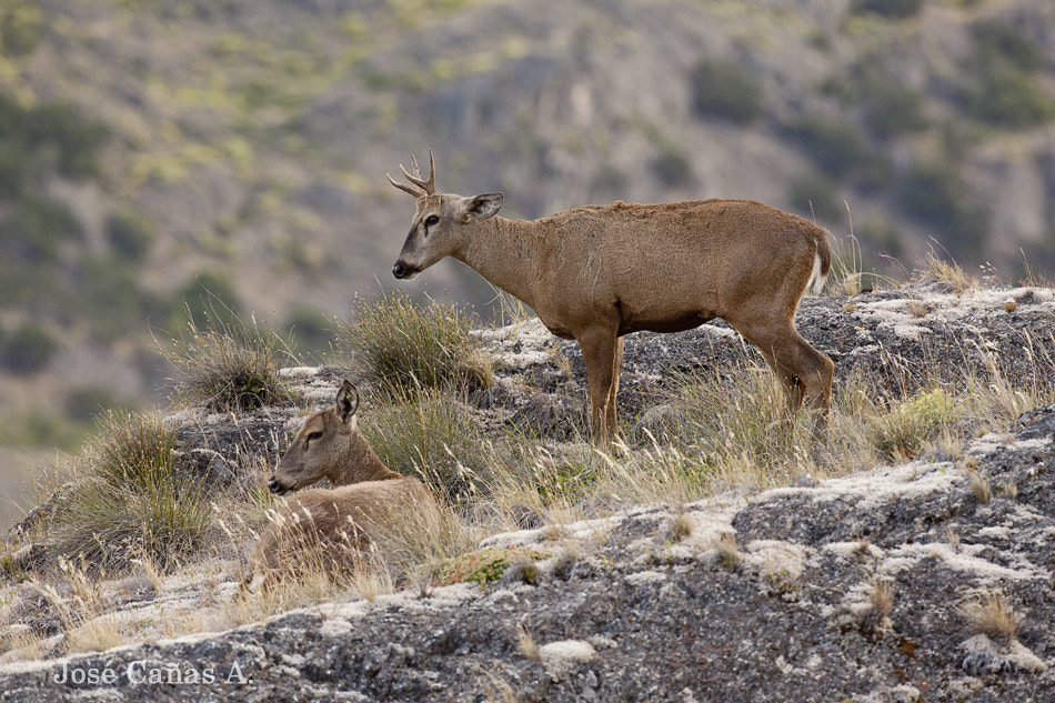 Canon EOS 5D Mark II + Canon EF 500mm F4L IS USM sample photo. Huemul,hippocamelus bisulcus photography