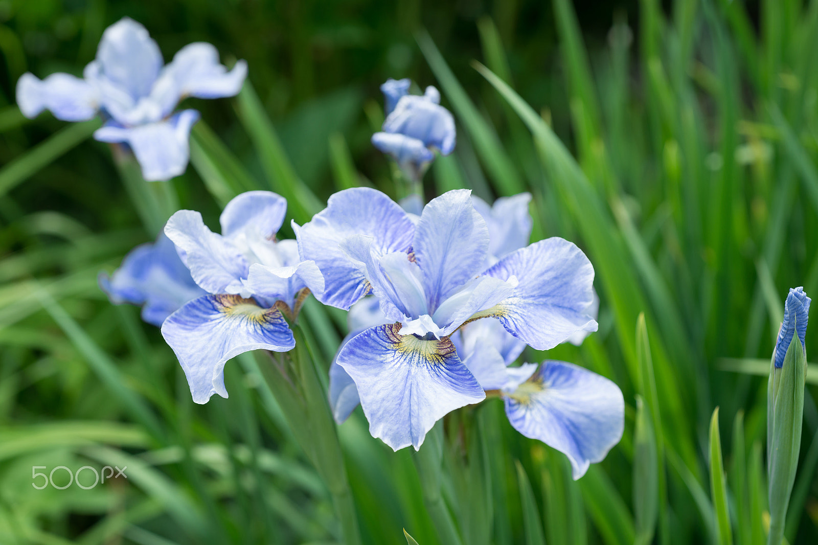 Nikon AF Micro-Nikkor 60mm F2.8D sample photo. Flower blue irises photography