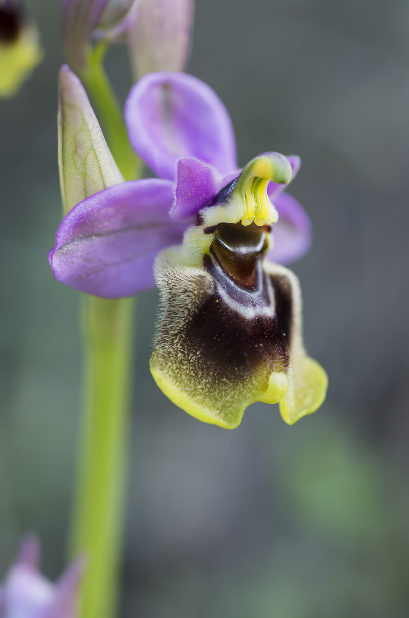 AF Micro-Nikkor 60mm f/2.8 sample photo. Orchis tenthredinifera photography