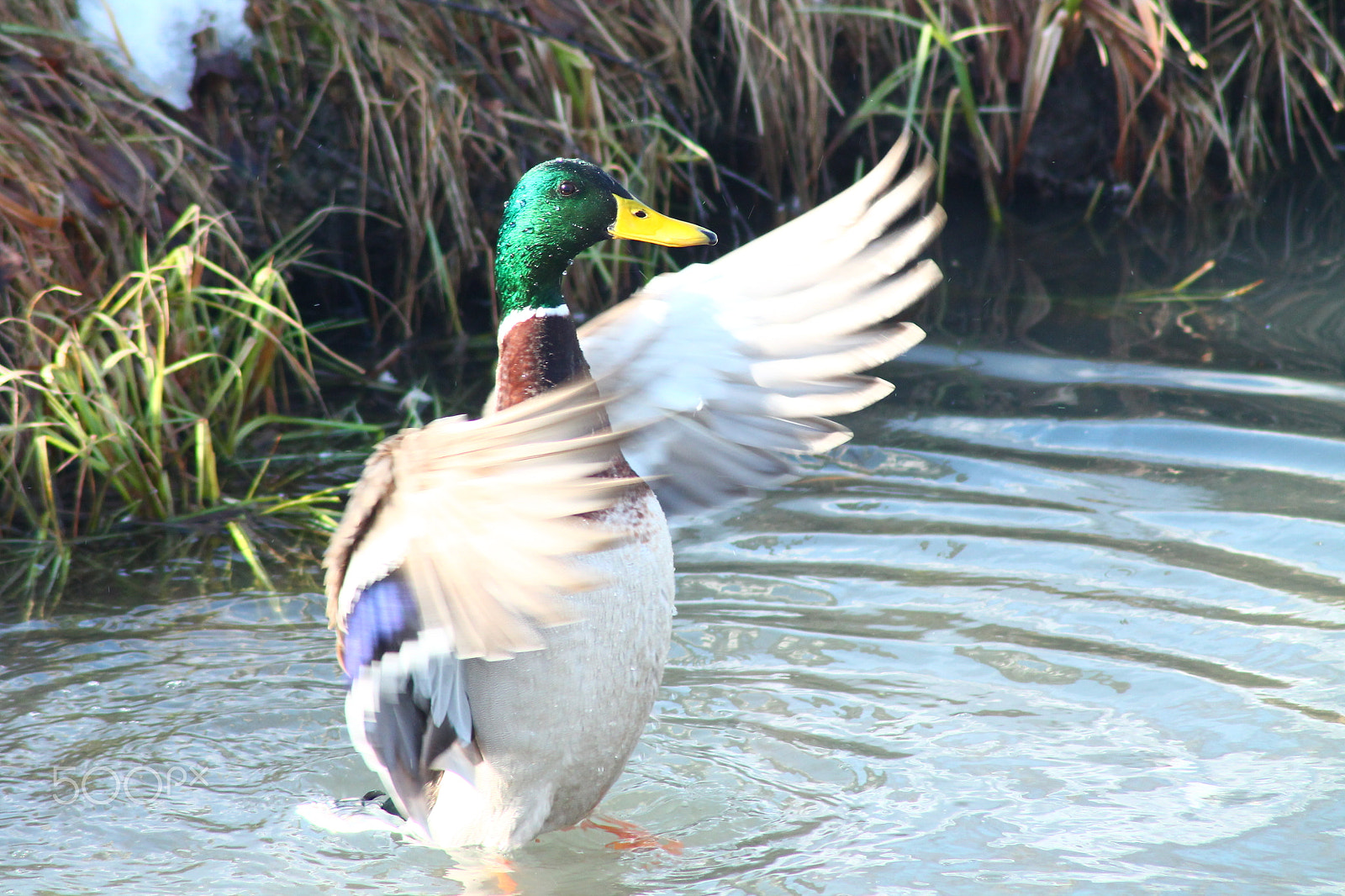 Canon EOS 1100D (EOS Rebel T3 / EOS Kiss X50) sample photo. Stretching wings photography