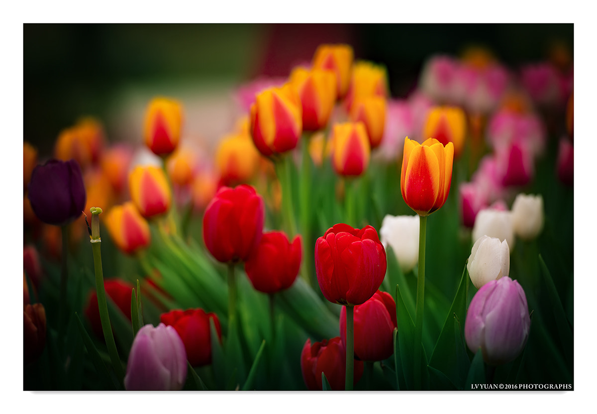 Nikon AF-S Nikkor 70-200mm F2.8G ED VR II sample photo