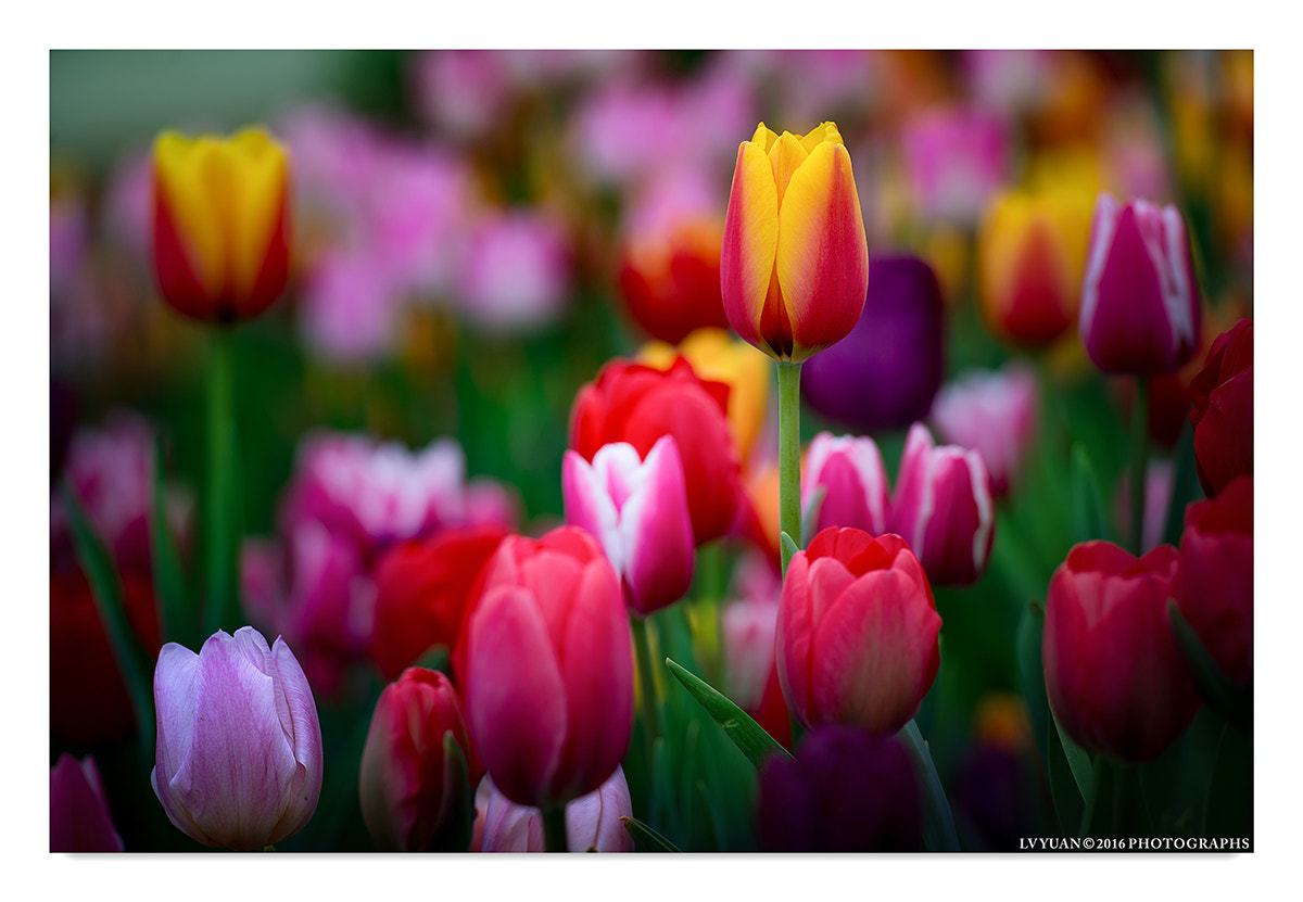 Nikon AF-S Nikkor 70-200mm F2.8G ED VR II sample photo