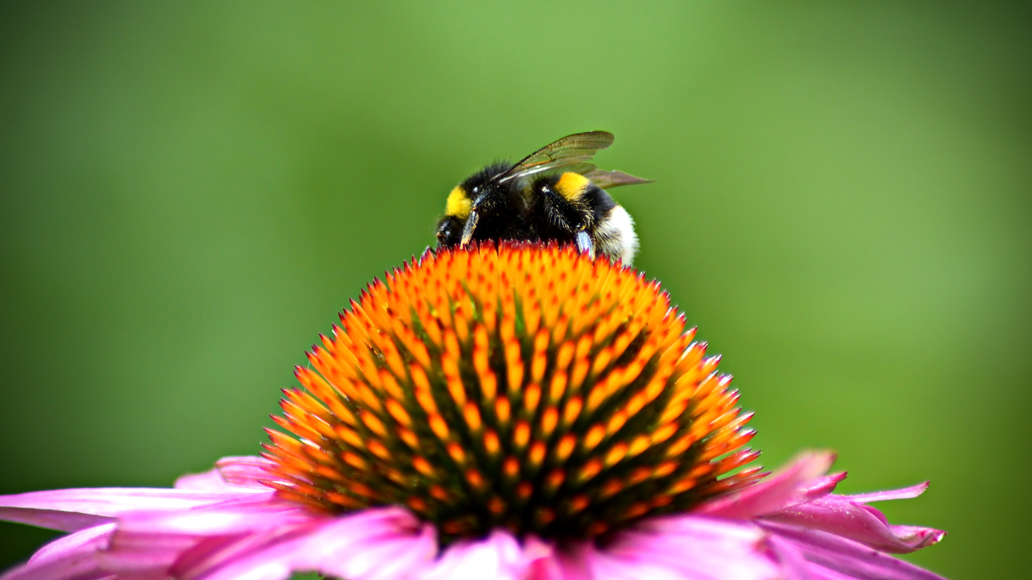 Nikon D3200 sample photo. Nectar hunter photography