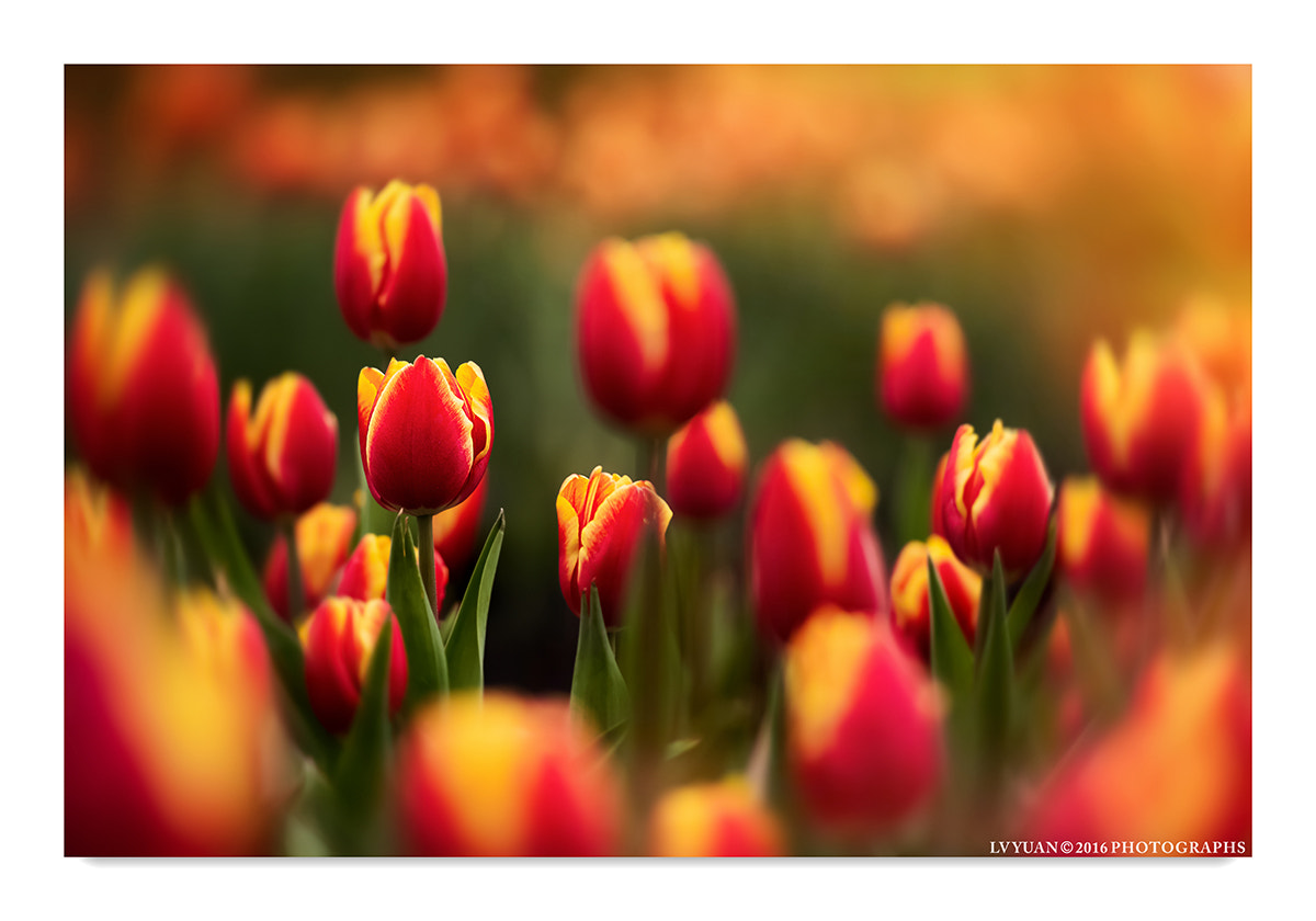 Nikon AF-S Nikkor 70-200mm F2.8G ED VR II sample photo