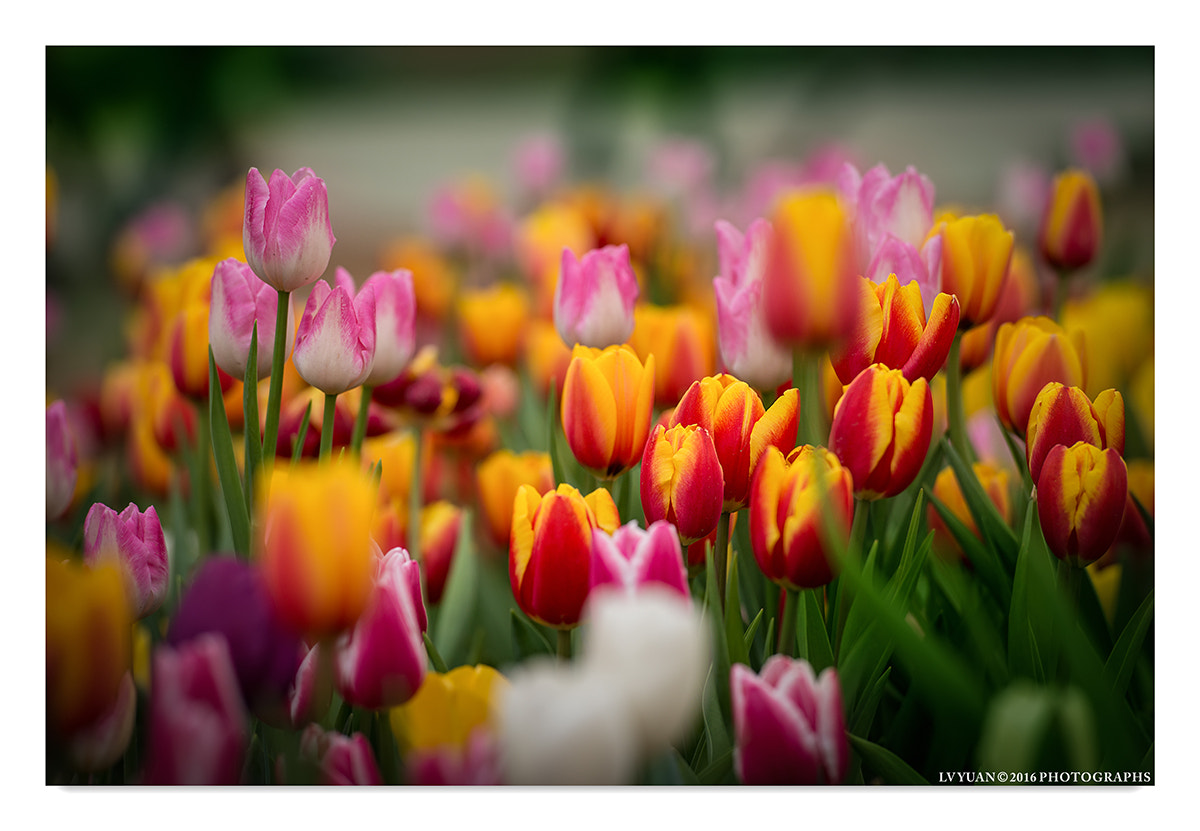 Nikon AF-S Nikkor 70-200mm F2.8G ED VR II sample photo