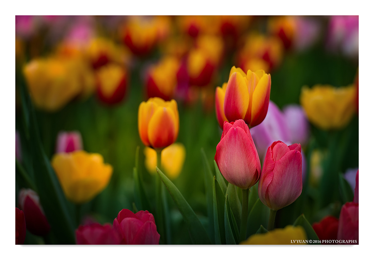 Nikon AF-S Nikkor 70-200mm F2.8G ED VR II sample photo