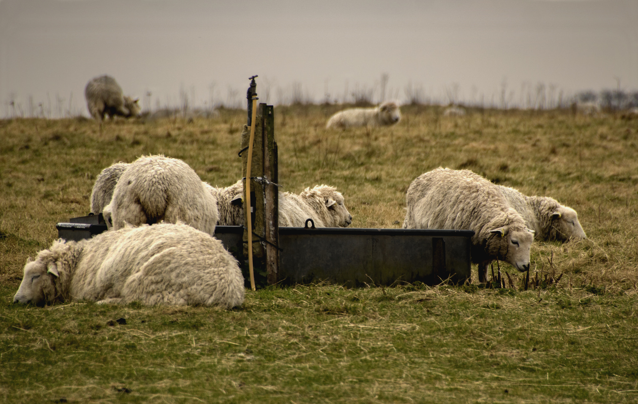 Canon EOS 750D (EOS Rebel T6i / EOS Kiss X8i) + Tamron 18-270mm F3.5-6.3 Di II VC PZD sample photo. Sheep at the water trough photography