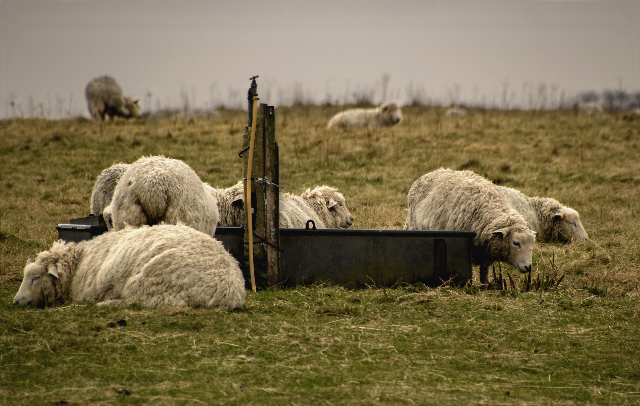 Canon EOS 750D (EOS Rebel T6i / EOS Kiss X8i) sample photo. Sheep at the water trough photography