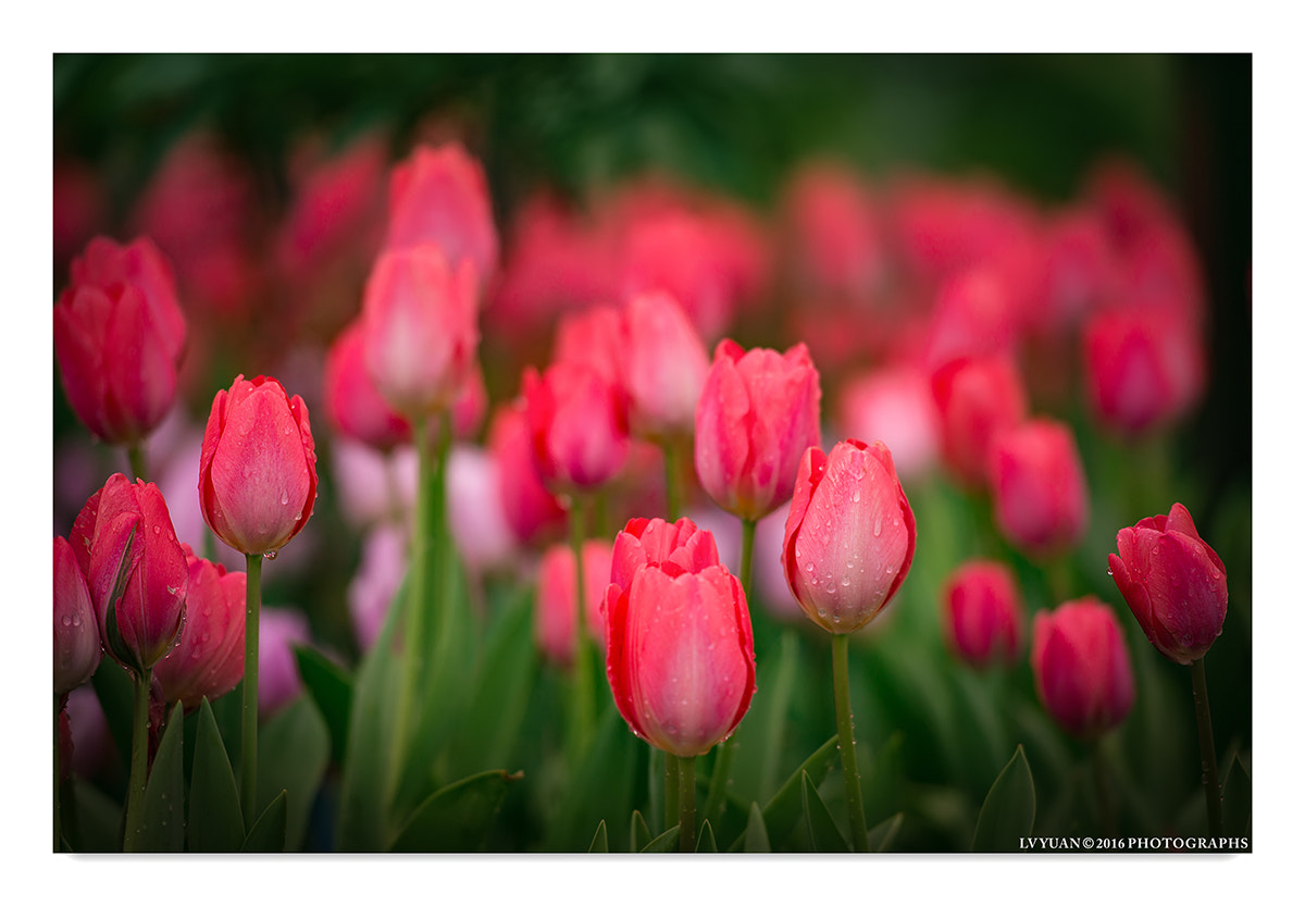 Nikon AF-S Nikkor 70-200mm F2.8G ED VR II sample photo