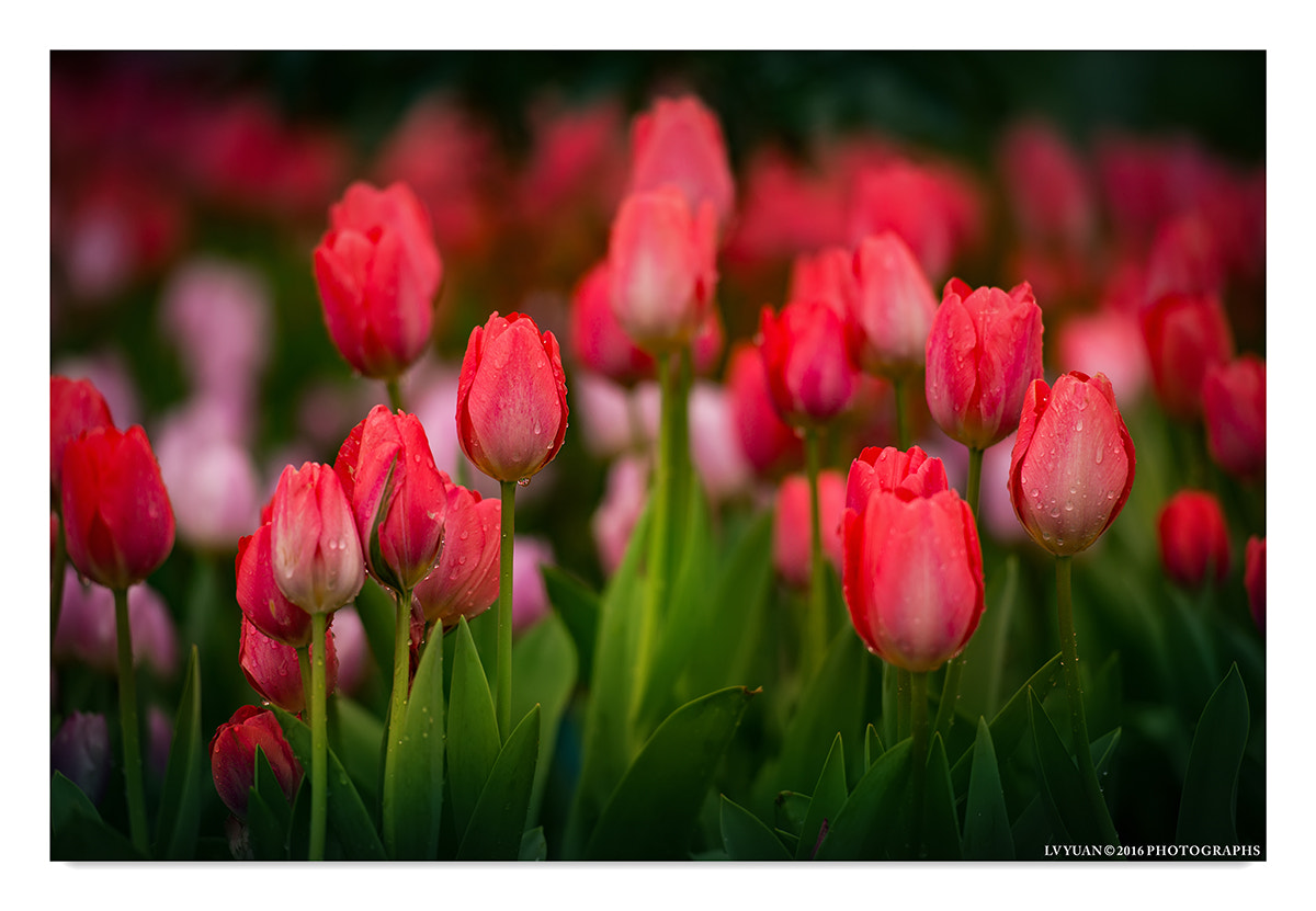 Nikon AF-S Nikkor 70-200mm F2.8G ED VR II sample photo