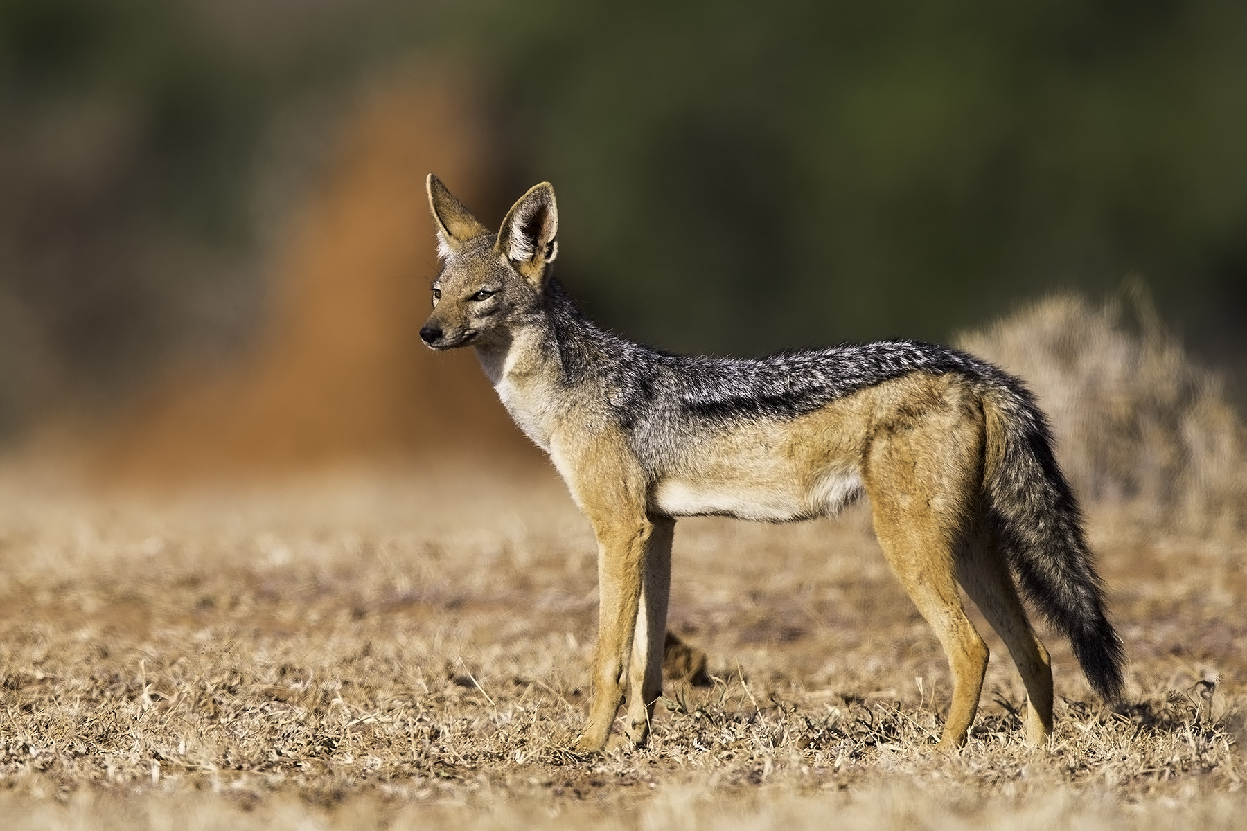 Canon EF 600mm F4L IS II USM sample photo. Jackal photography