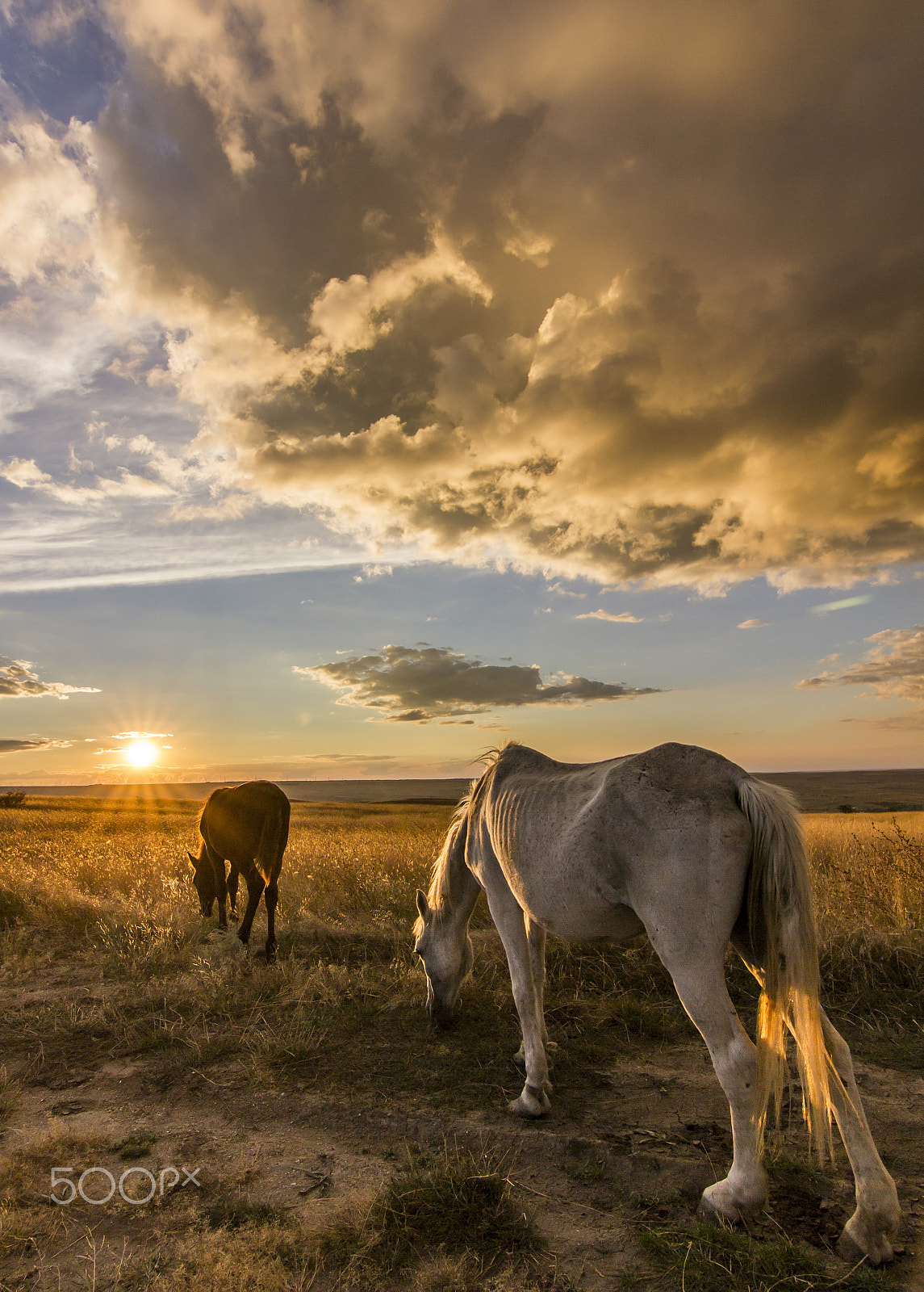 Canon EOS 550D (EOS Rebel T2i / EOS Kiss X4) sample photo. Two horses on meadow at colorful sunset photography