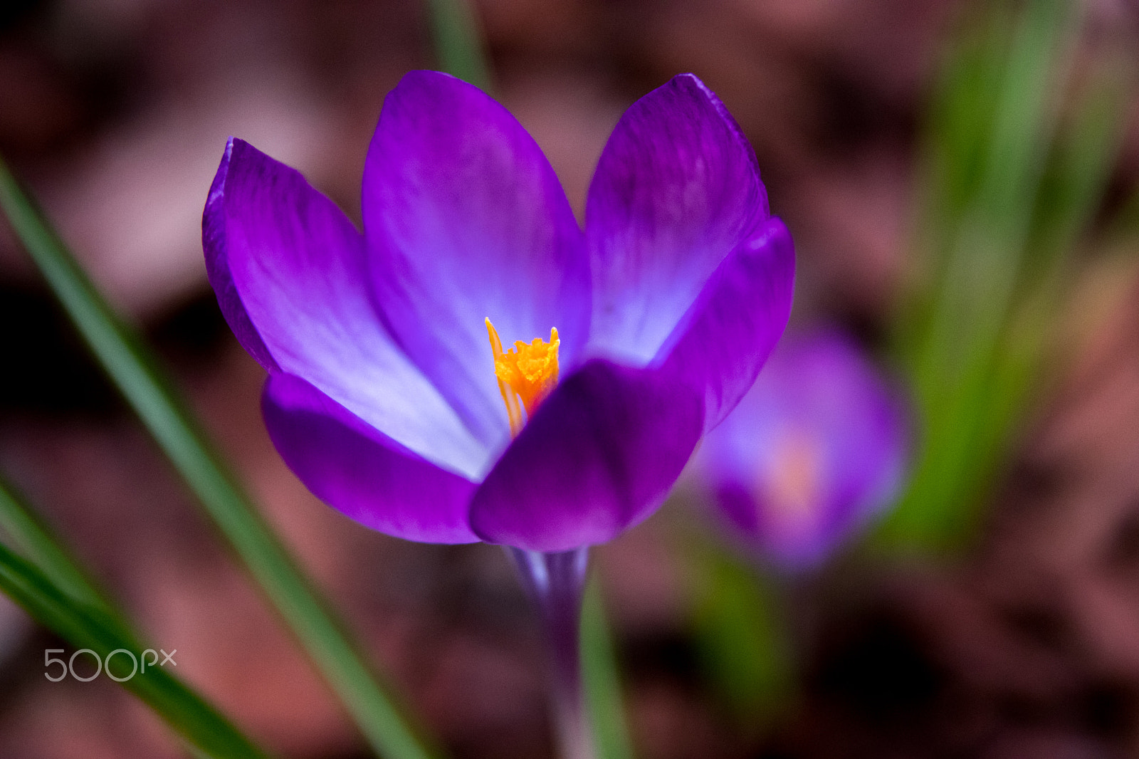 Sigma 17-70mm F2.8-4 DC Macro OS HSM sample photo. Spring messengers (crocus) photography