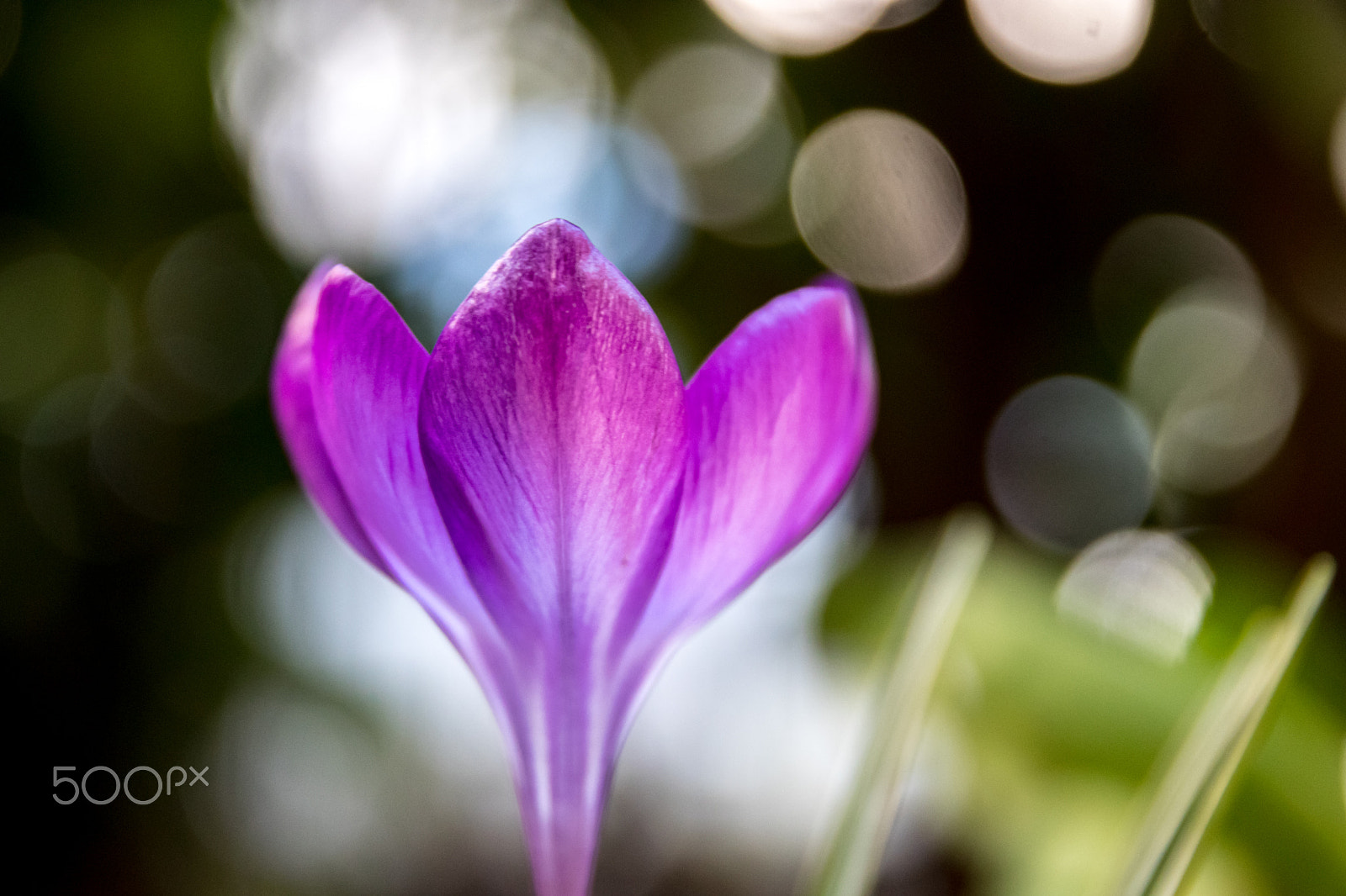 Sigma 17-70mm F2.8-4 DC Macro OS HSM sample photo. Spring messengers (crocus) photography