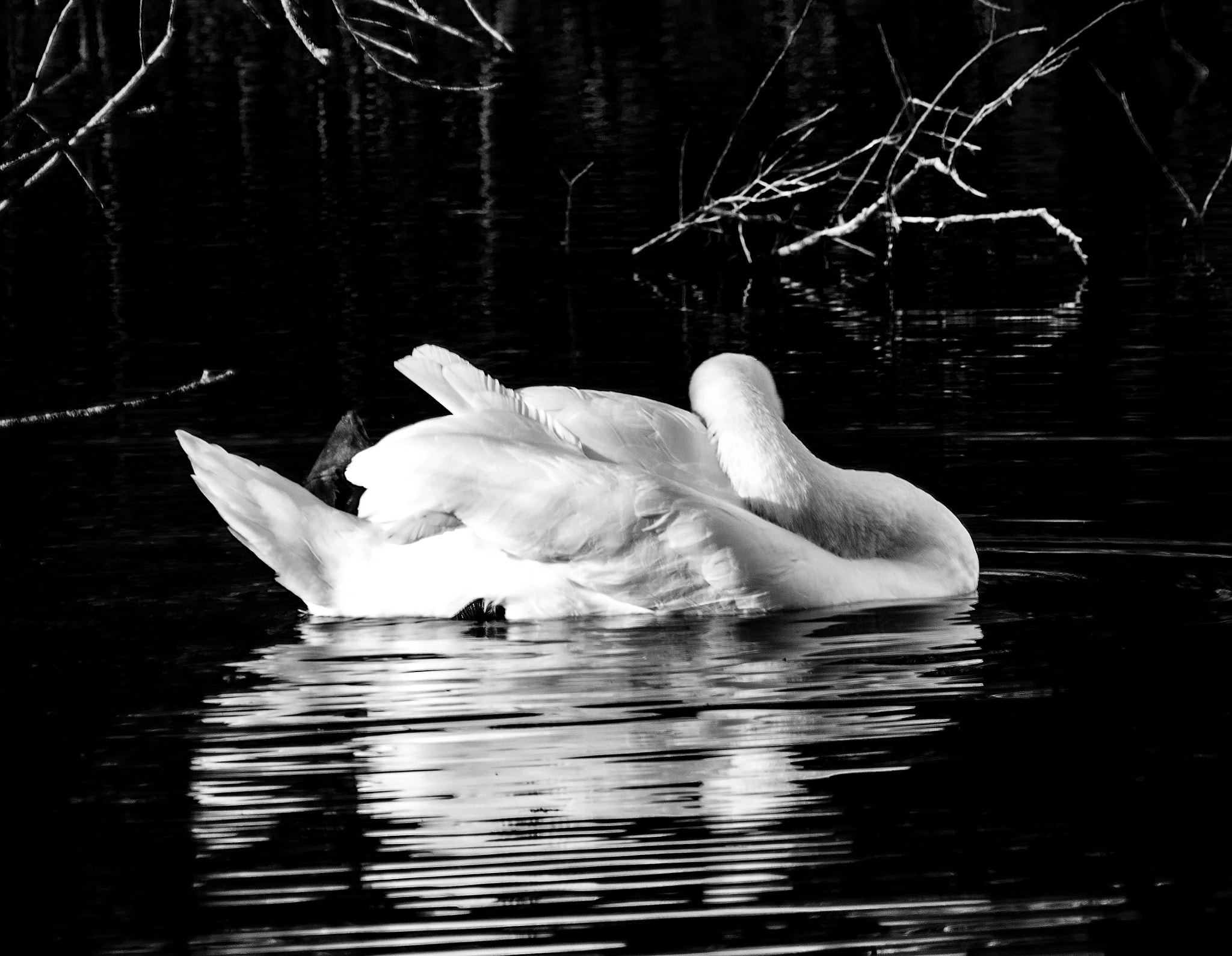 Canon EOS 750D (EOS Rebel T6i / EOS Kiss X8i) + Tamron 18-270mm F3.5-6.3 Di II VC PZD sample photo. Resting swan bw photography