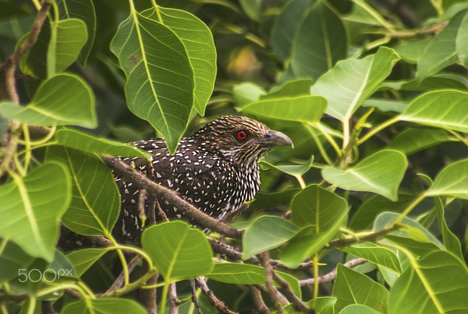Canon EOS 60D sample photo. Asian_koel.jpg photography