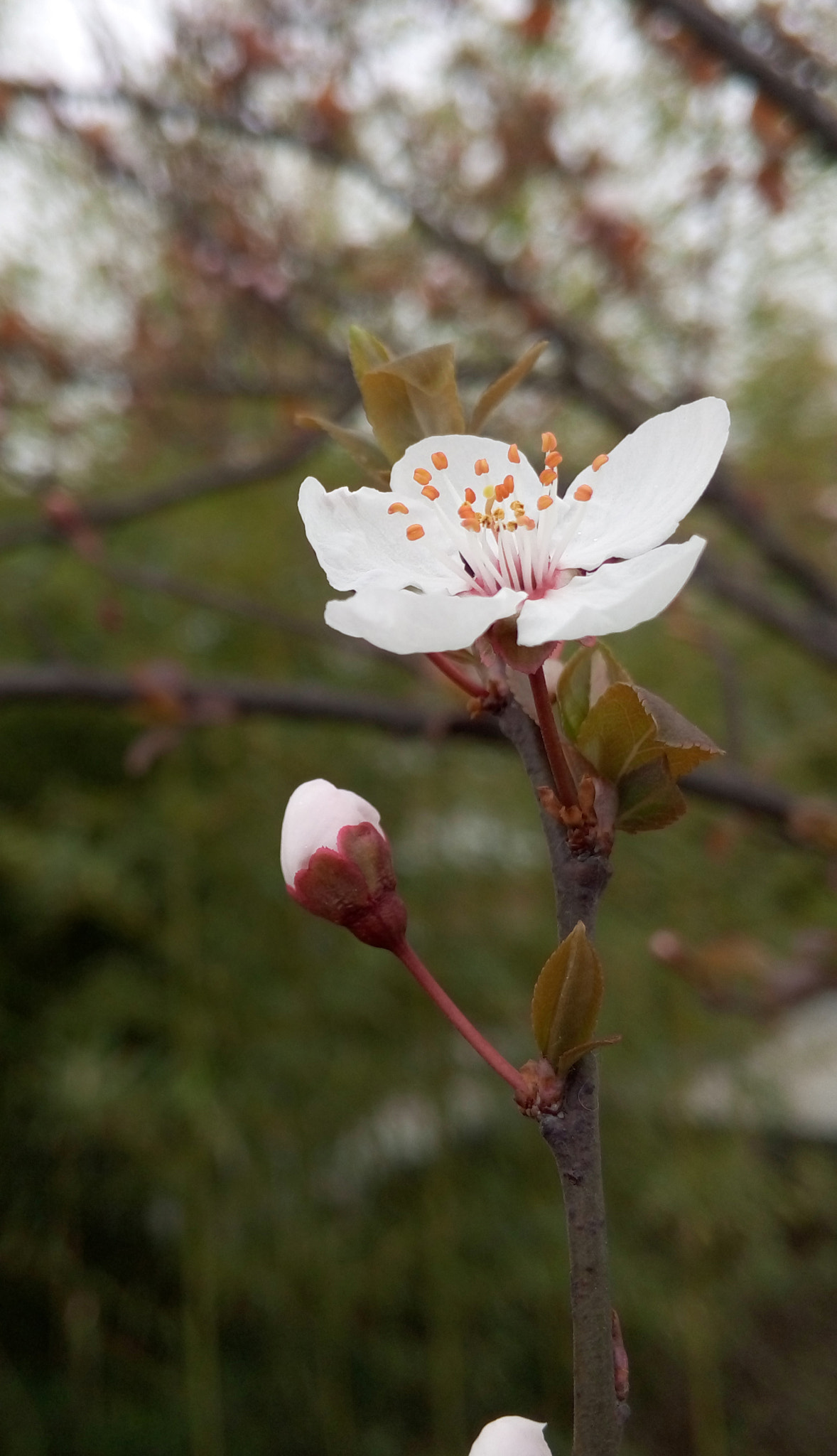 Meizu MX4 sample photo