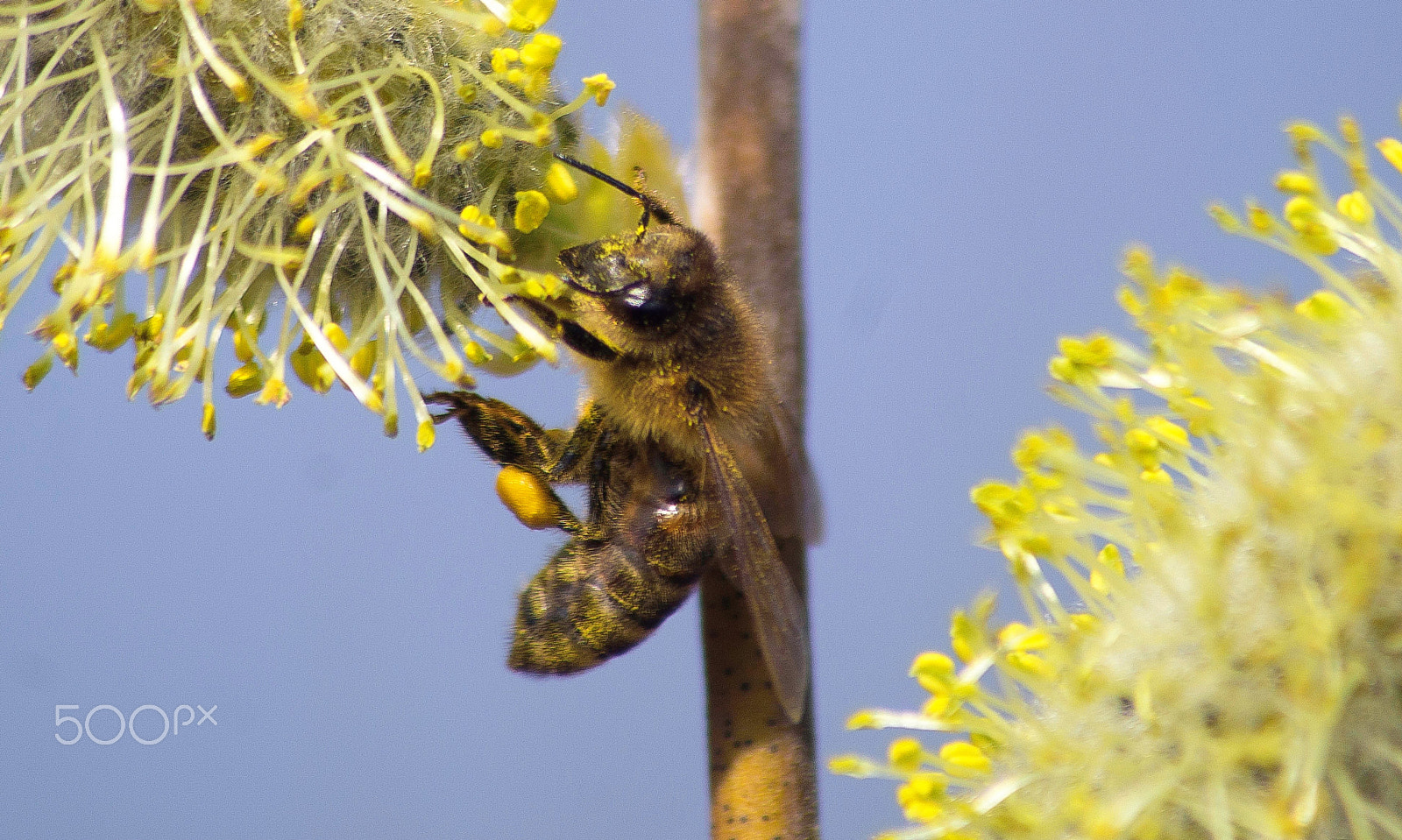 Sony 75-300mm F4.5-5.6 sample photo. Bee photography
