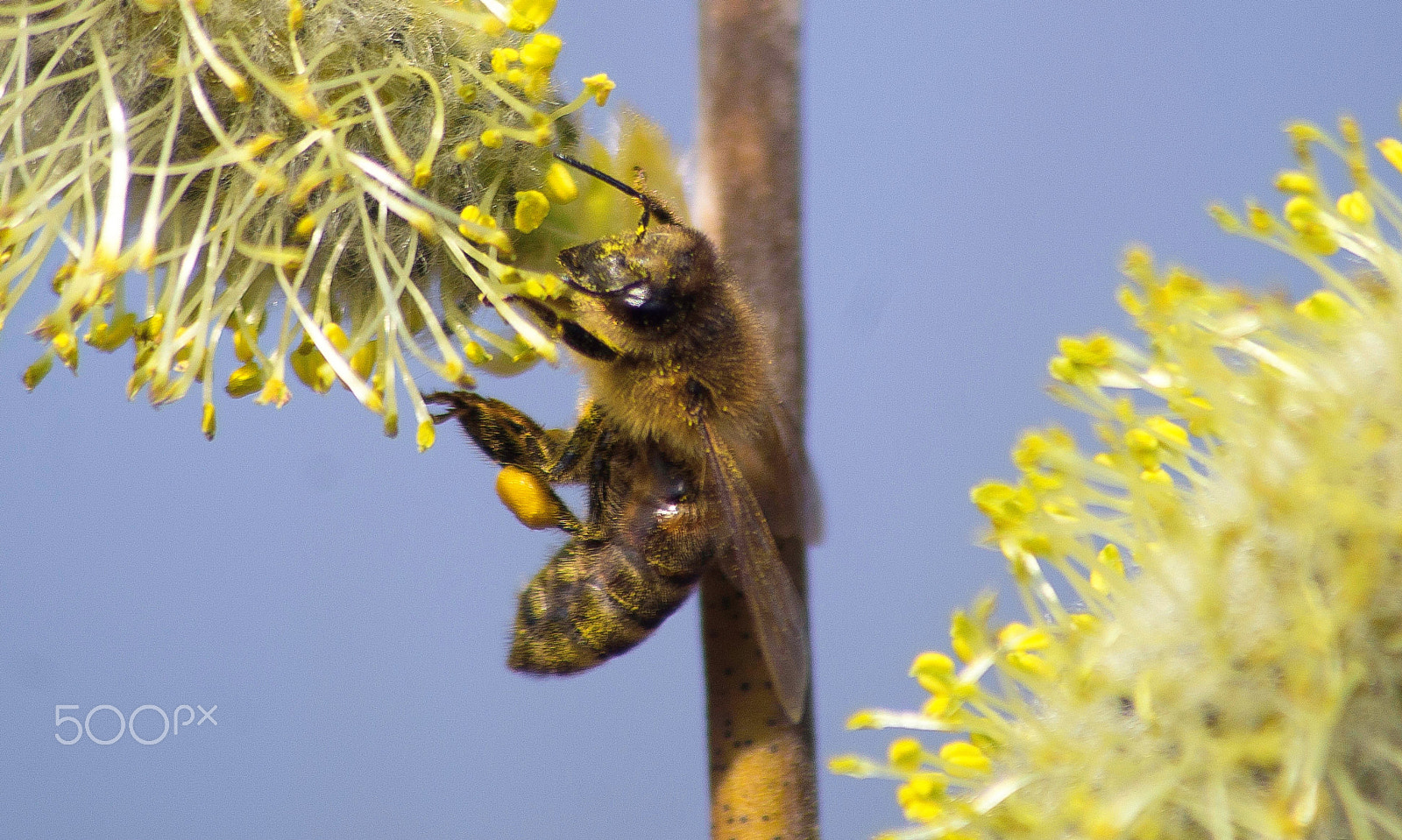 Sony SLT-A58 + Sony 75-300mm F4.5-5.6 sample photo. Bee photography