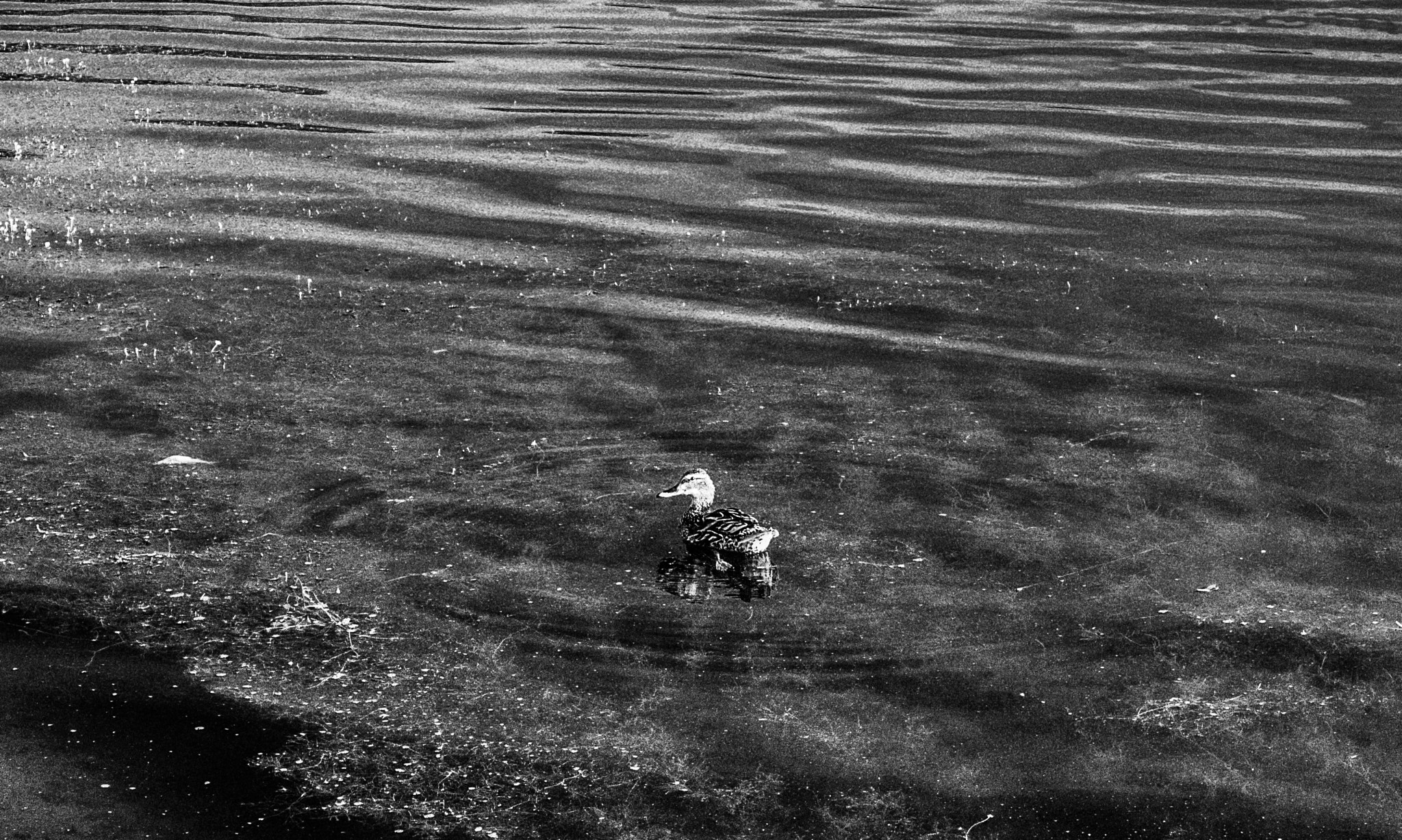Canon EF-S 18-55mm F3.5-5.6 IS sample photo. The hopeless duck photography