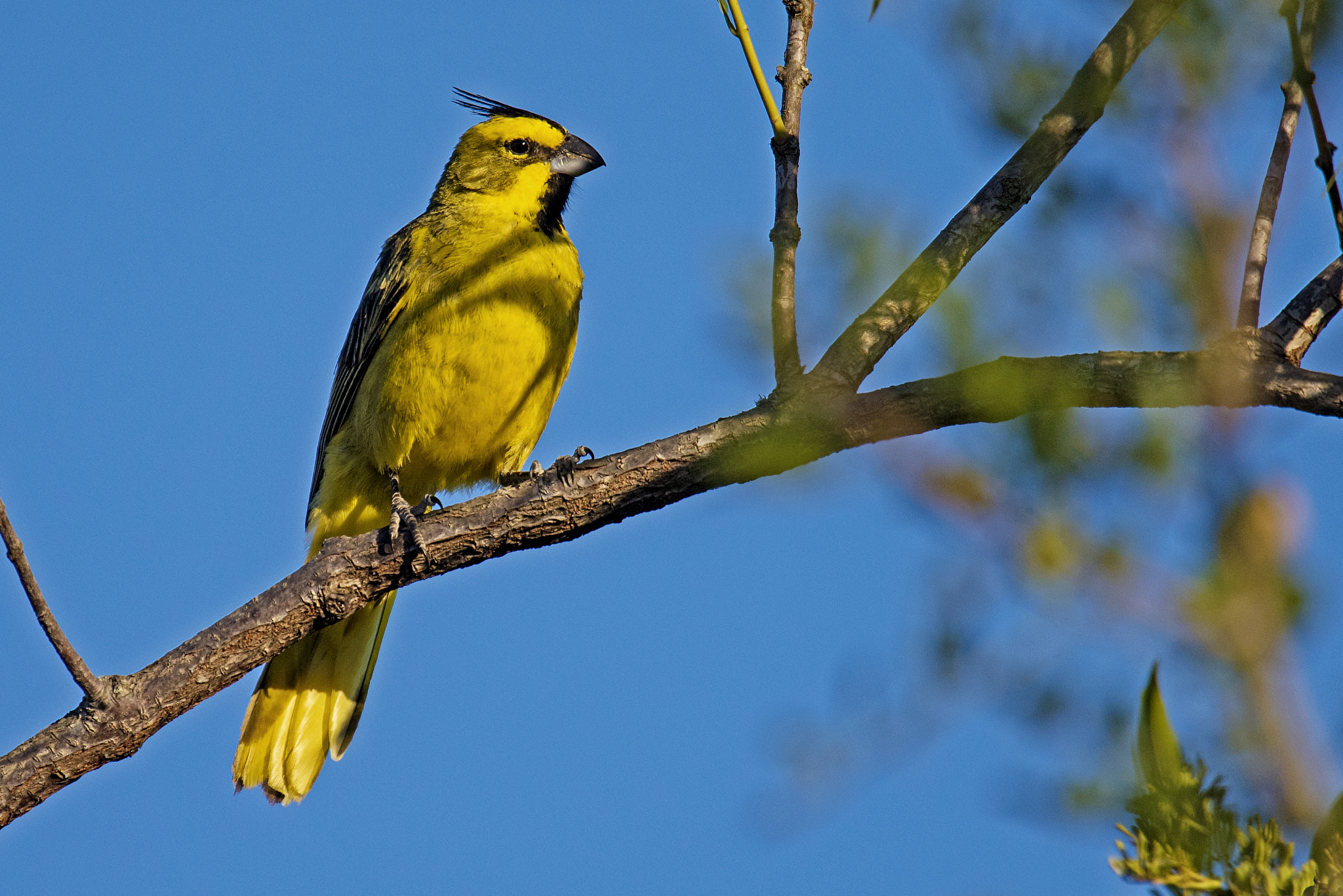 Nikon Nikkor AF-S 300mm F4E PF ED VR sample photo. Yellow cardinal photography