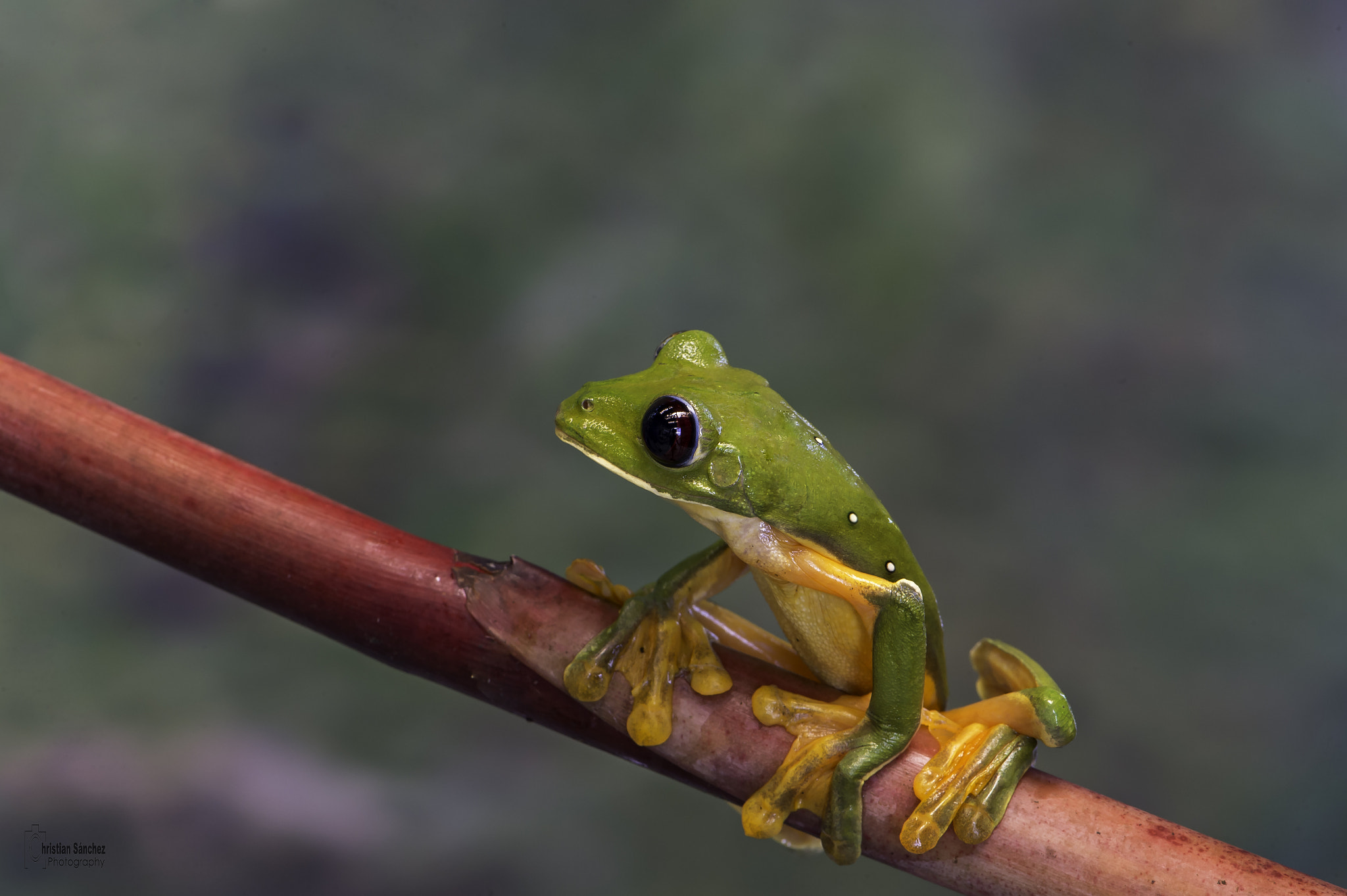 Nikon AF-S Micro-Nikkor 105mm F2.8G IF-ED VR sample photo. Dark - eyed leaf frog photography