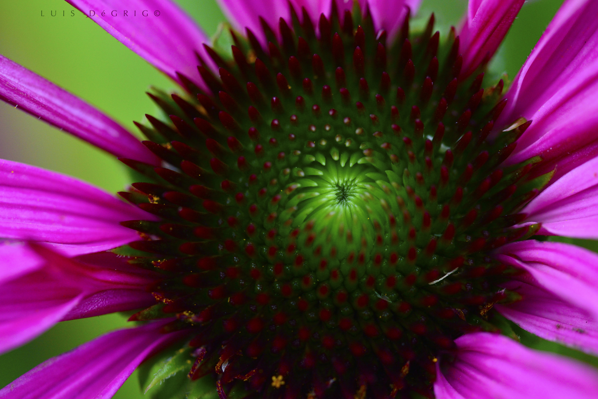 Nikon D800E sample photo. Center point photography