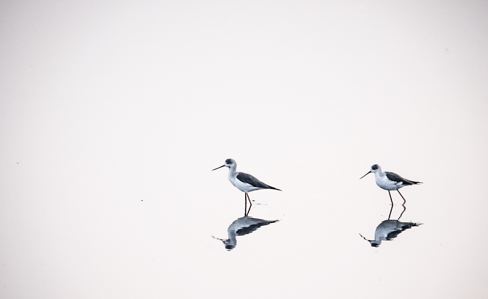 Sony a7 II + 70-300mm F4-5.6 G SSM OSS sample photo. Friends. photography