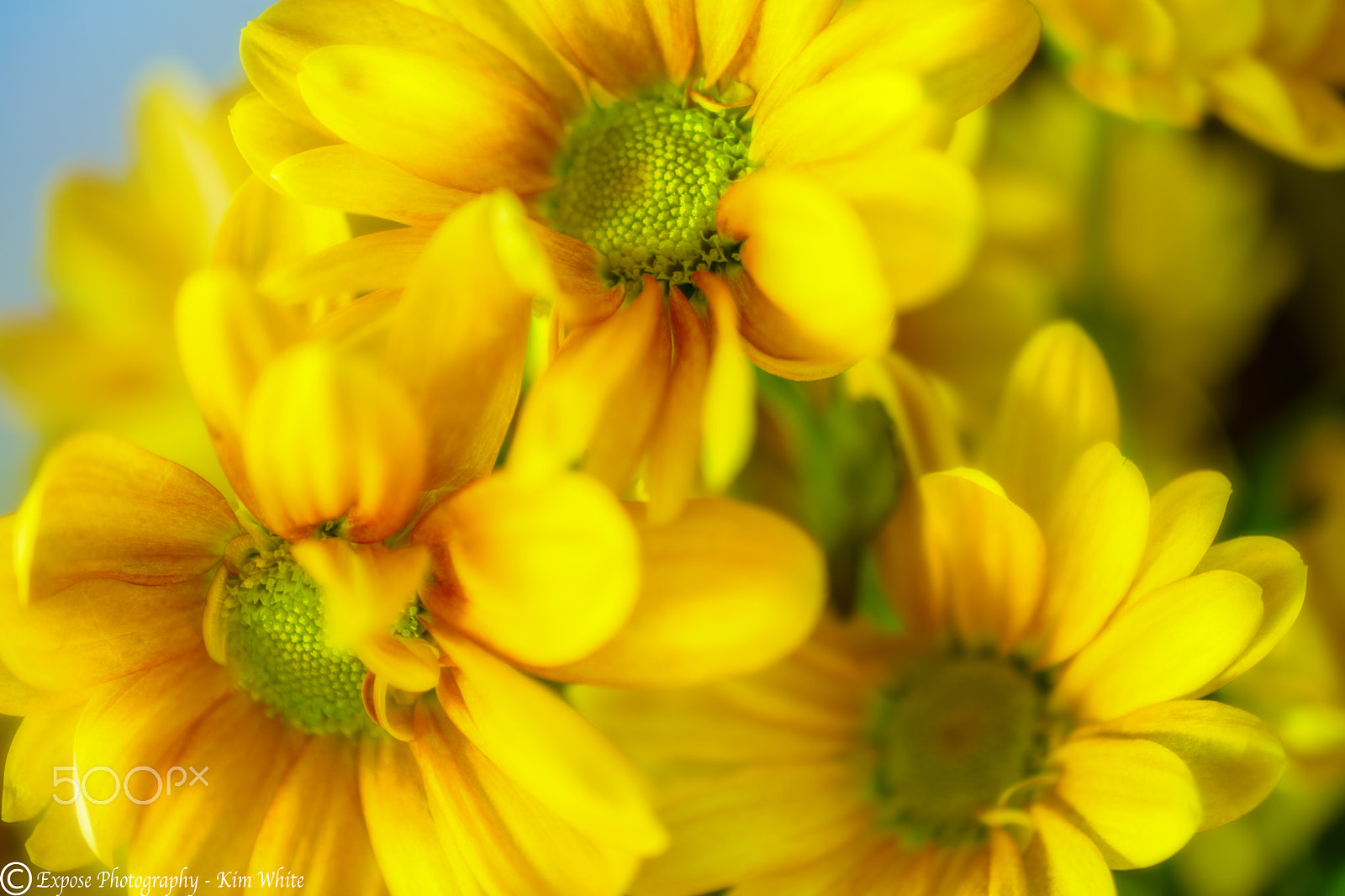 Nikon AF-S DX Micro Nikkor 40mm F2.8 sample photo. Mellow yellow photography