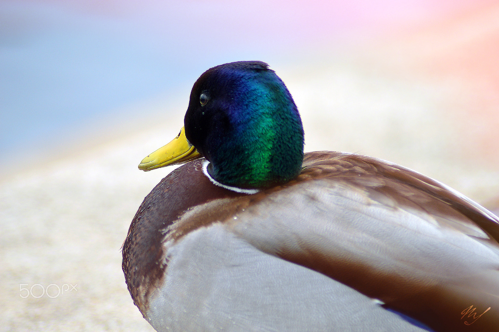 Nikon D3200 sample photo. Ente photography