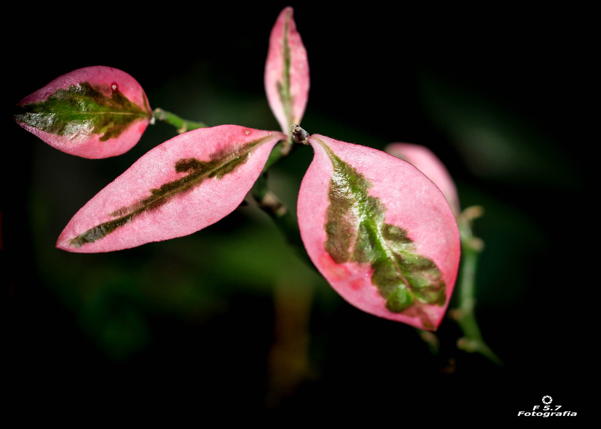 Canon EOS 7D + Canon EF 50mm F1.8 STM sample photo. Detalhes photography