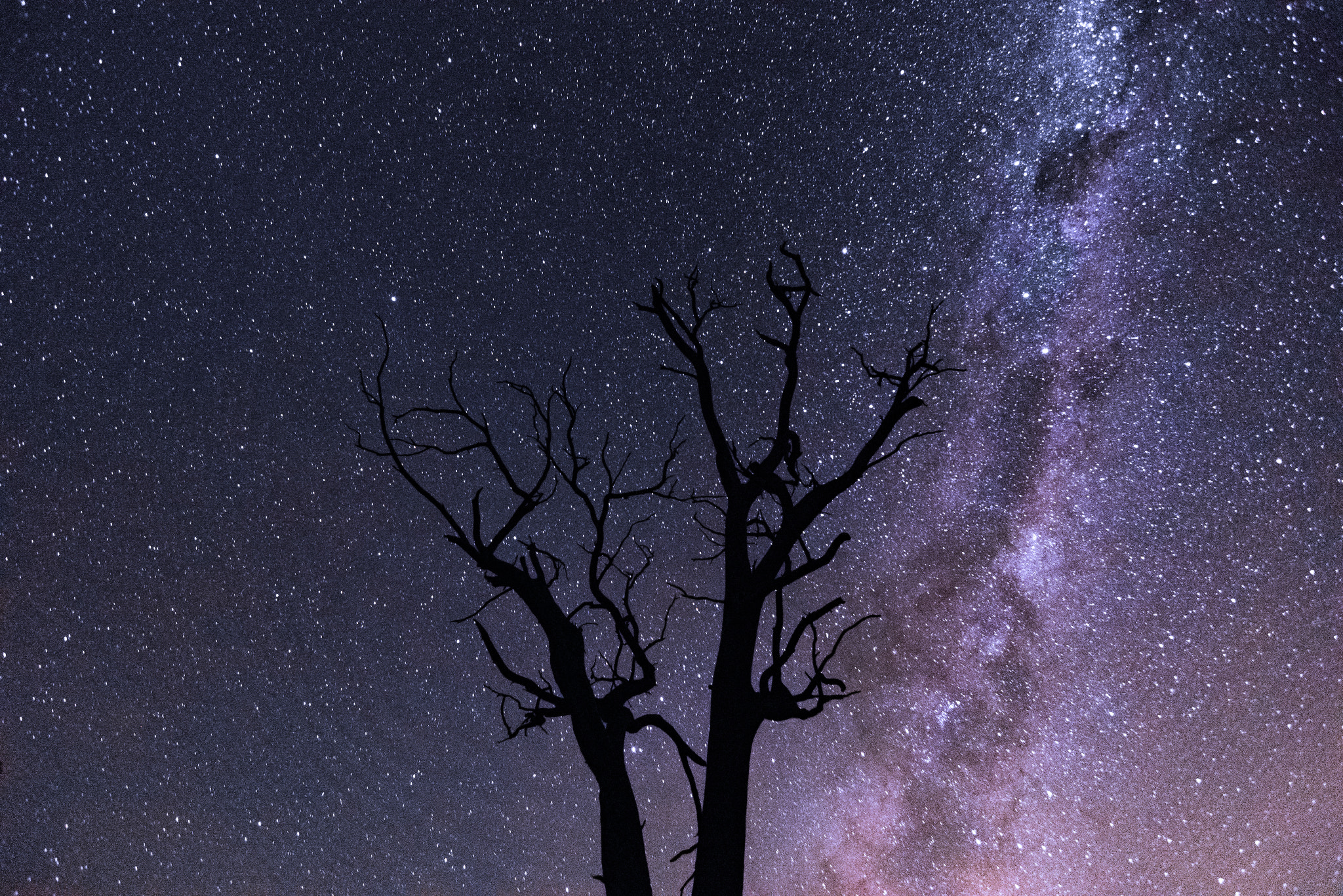 Nikon D600 sample photo. Stories upon the tree photography