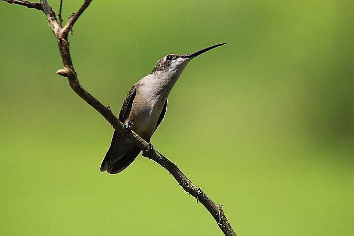 Tamron AF 28-200mm F3.8-5.6 XR Di Aspherical (IF) Macro sample photo. Beautiful bird photography