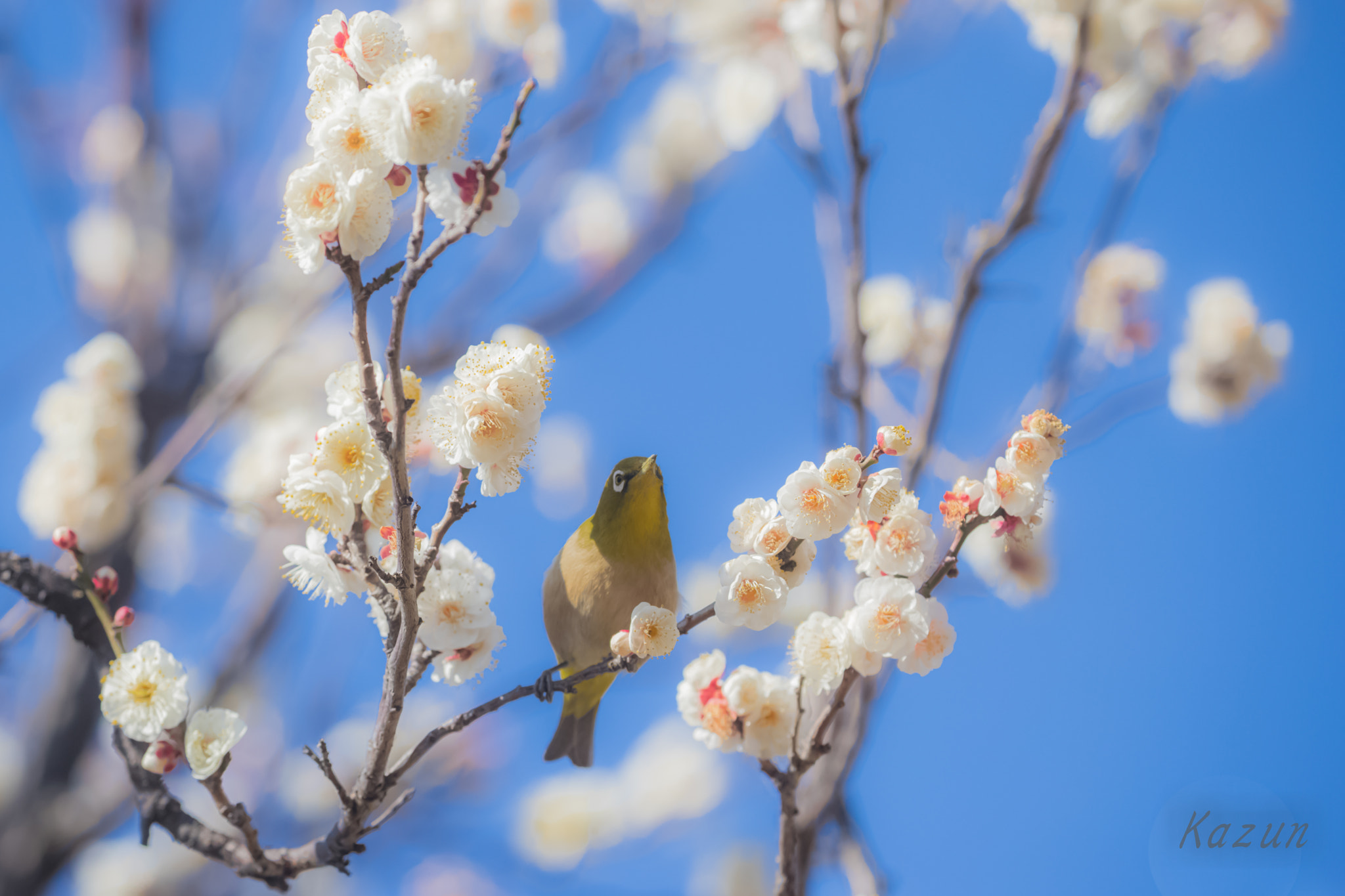 Canon EOS-1D X Mark II sample photo. Feel! photography