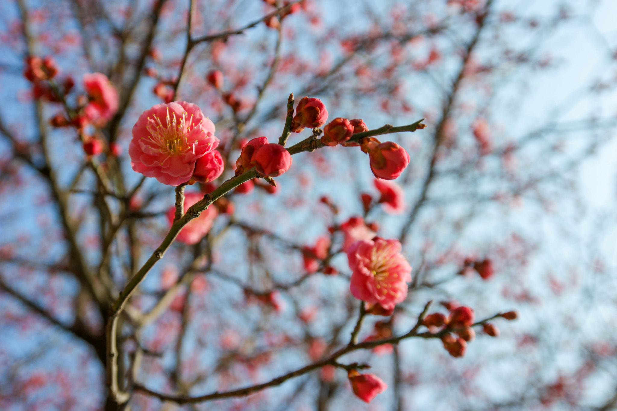 Samsung NX500 + Samsung NX 12-24mm F4-5.6 ED sample photo. Spring is arrived photography