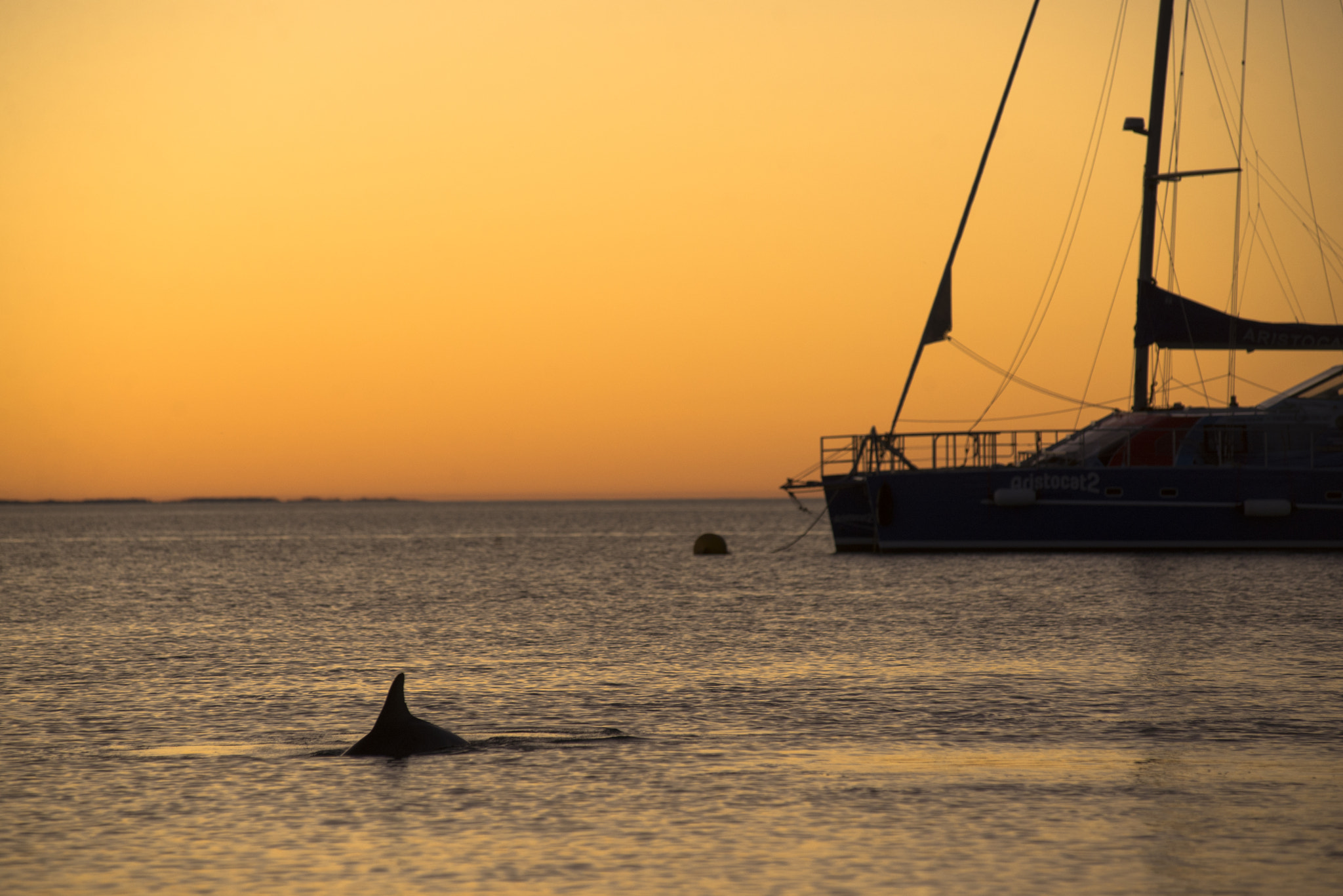 Nikon D600 + Nikon AF-Nikkor 80-200mm F2.8D ED sample photo. Afterglow...with dolphins photography