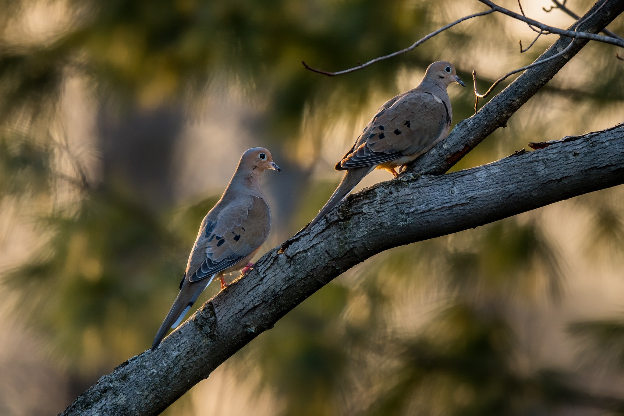 Nikon AF-S Nikkor 600mm F4E FL ED VR sample photo. Mourning doves photography