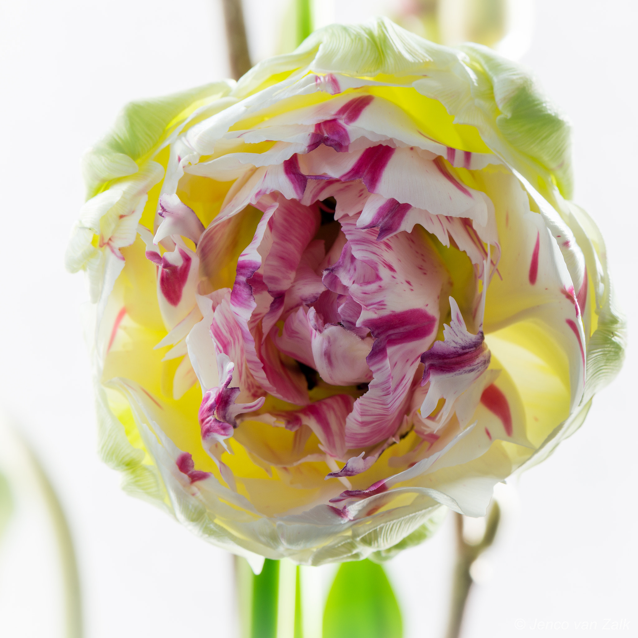 Nikon AF-S Micro-Nikkor 105mm F2.8G IF-ED VR sample photo. Heart of a tulip photography