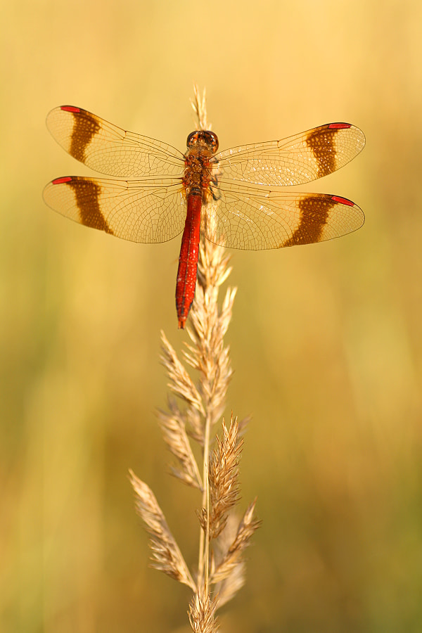Canon EF-S 55-250mm F4-5.6 IS sample photo. Das männchen der gebänderten heidelibelle photography