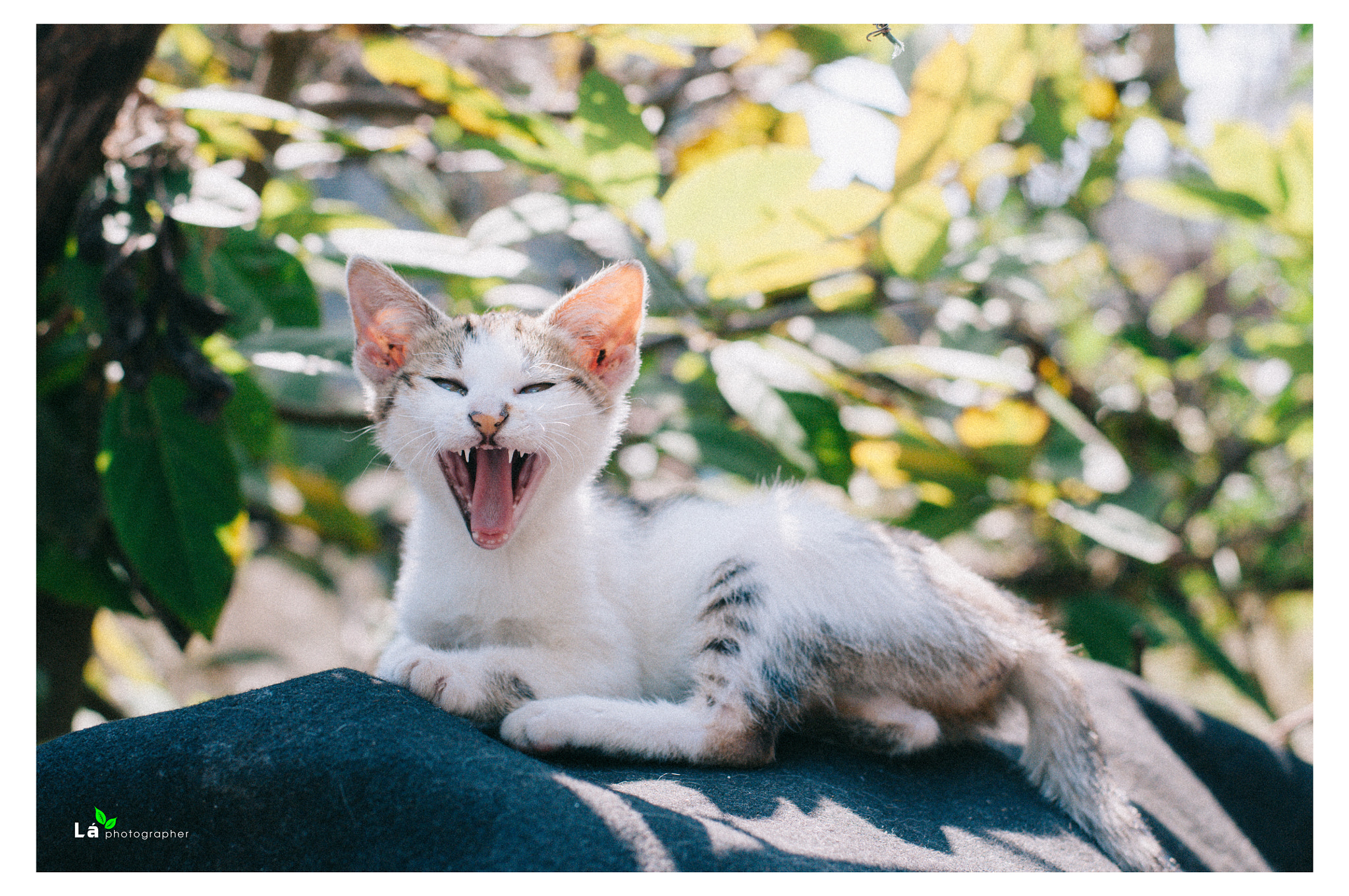Nikon D300S + Nikon AF-S Nikkor 50mm F1.8G sample photo. Cat photography