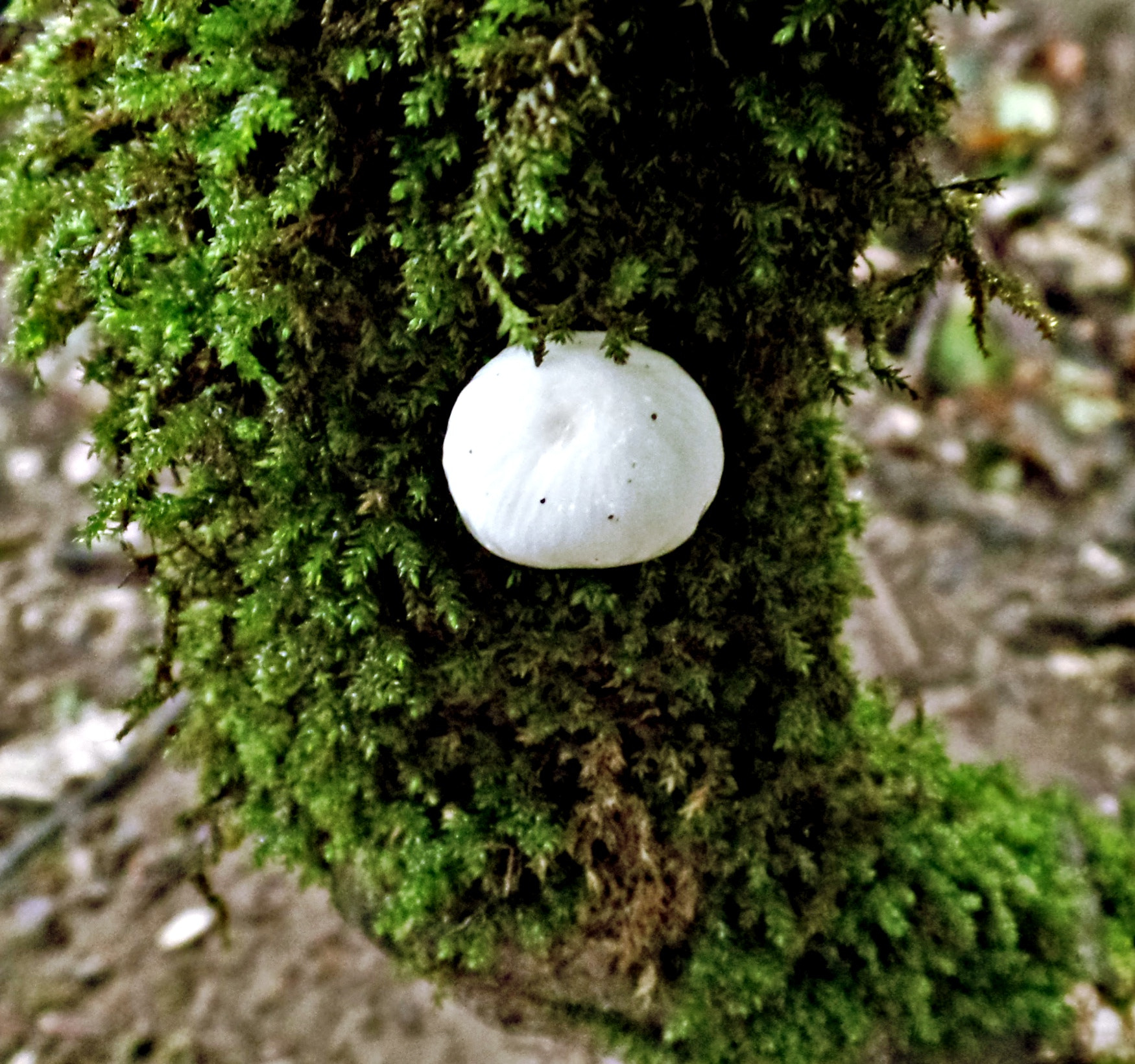 Samsung WB350F/WB351F/WB352F sample photo