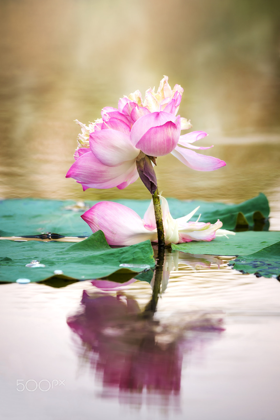 Nikon D600 + Tamron SP 150-600mm F5-6.3 Di VC USD sample photo. Beautiful blooming pink lotus in the pond photography