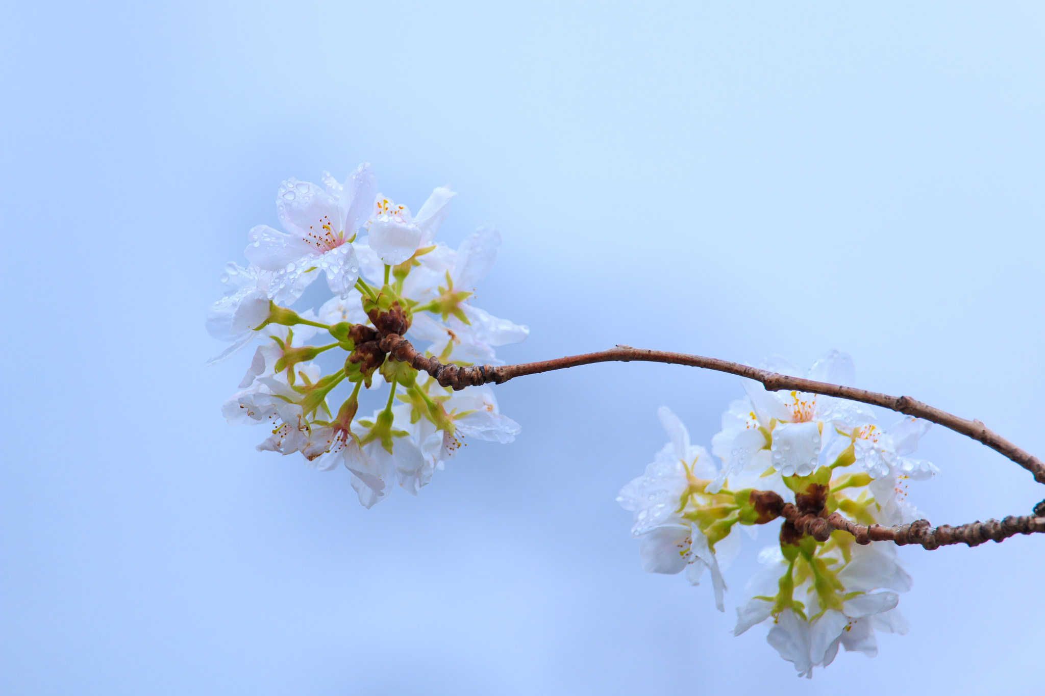 Canon EF-S 55-250mm F4-5.6 IS STM sample photo. Img photography